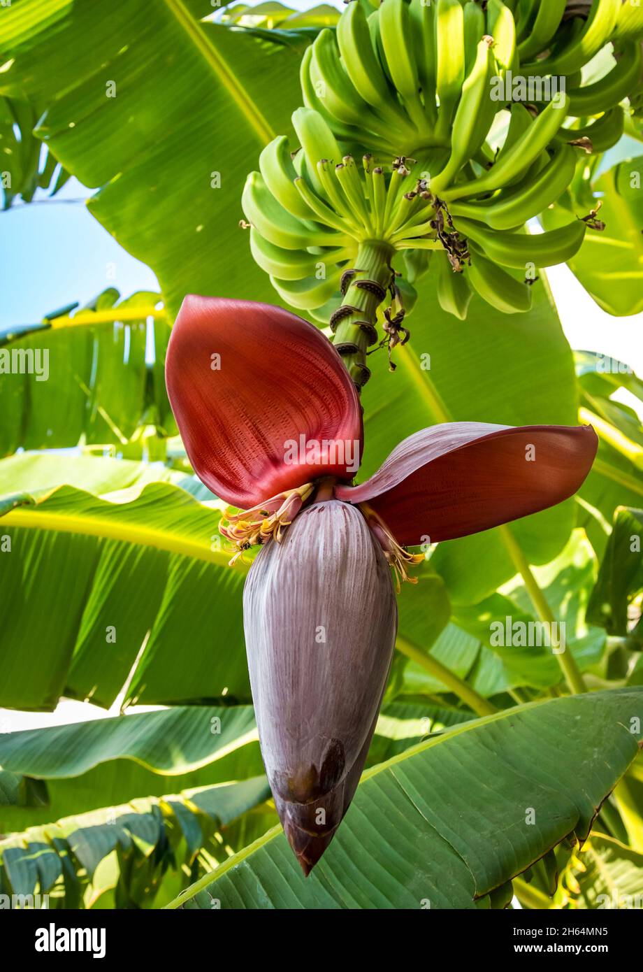 Closeup of Banana tree with opening inflorescence and small green