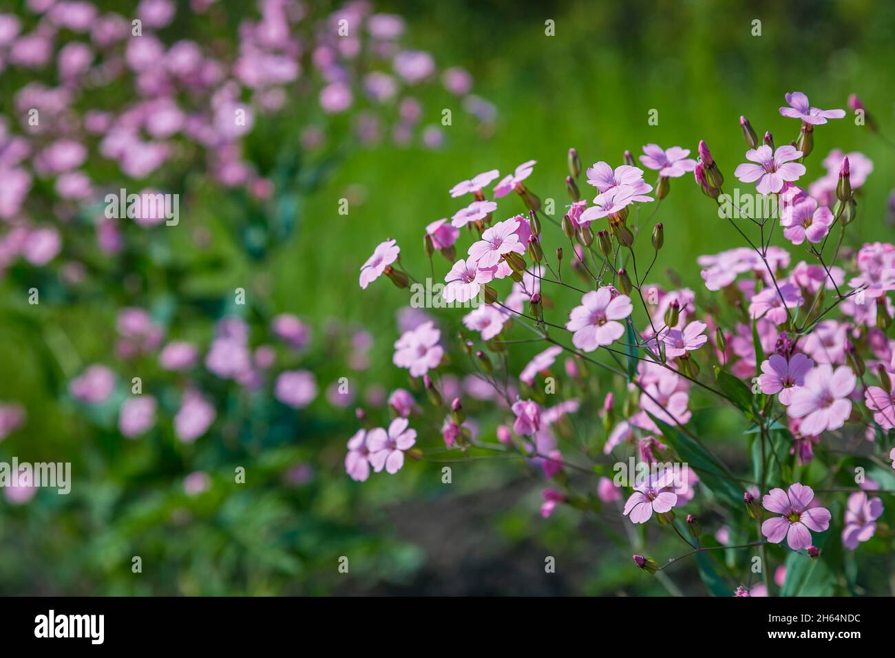 Gypsophila pink flower Gypsophila muralis or cushion baby's-breath floral background Stock Photo
