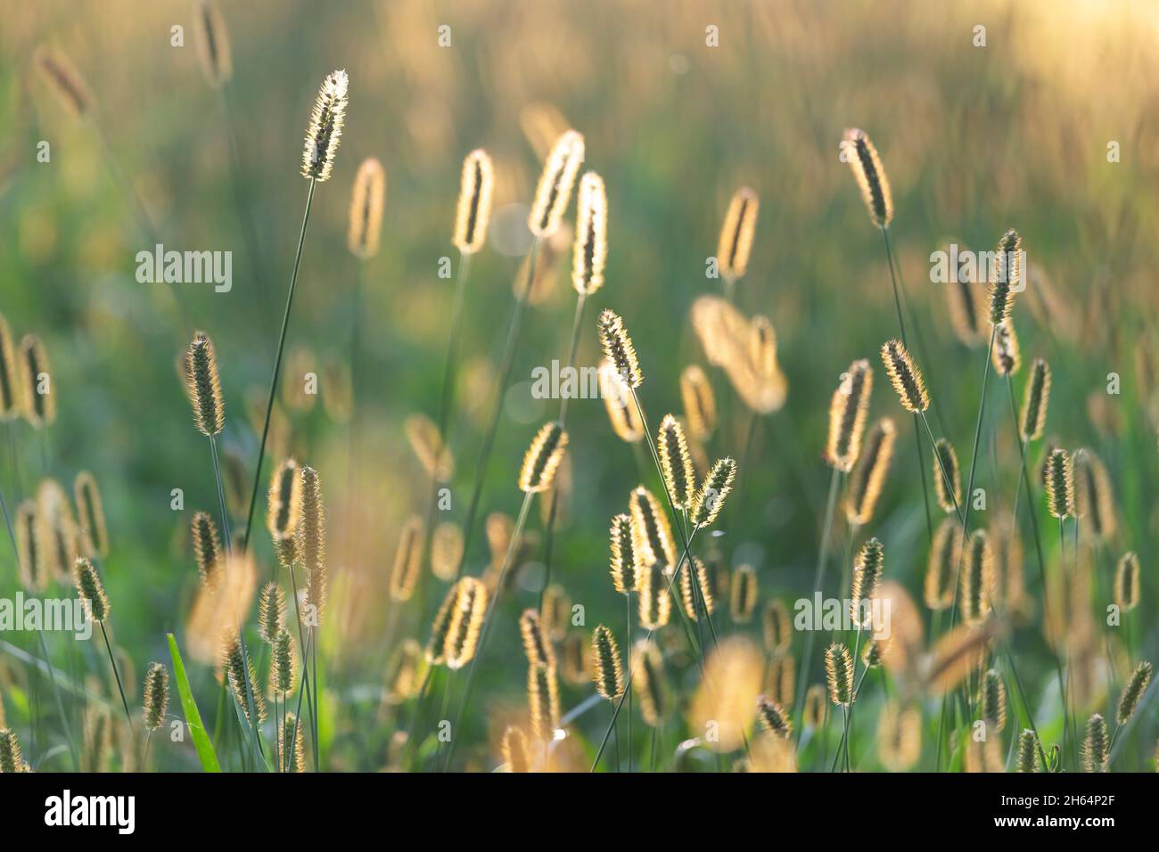 Outdoor grass stalks sunlit from behind with warm sunset light. Enchanting moment of summer. Stock Photo