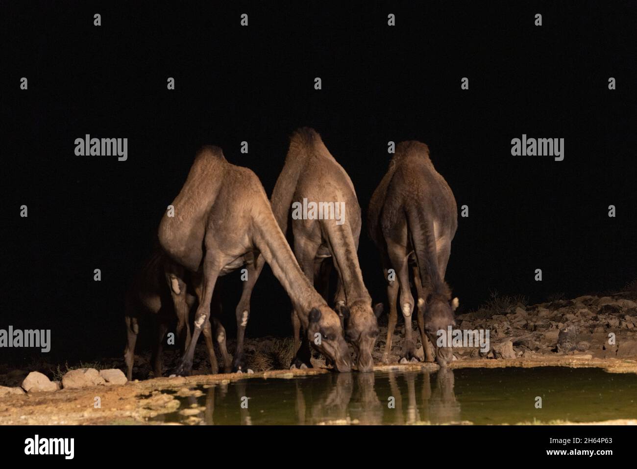 Camel water drink hi-res stock photography and images - Page 2 - Alamy
