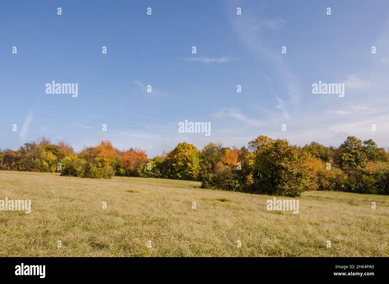 colorful autumn in nature with blue sky Stock Photo - Alamy