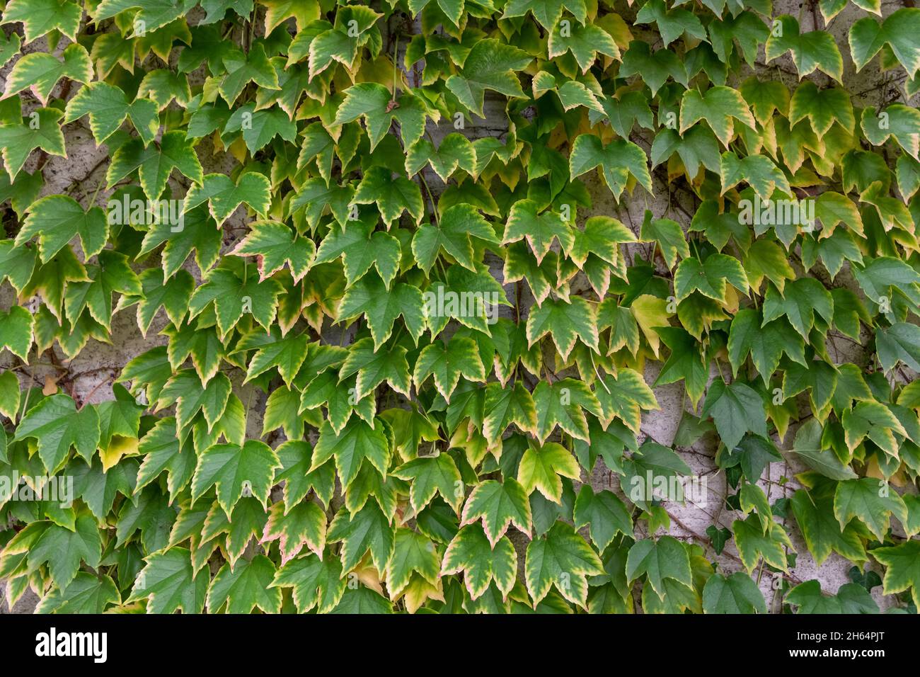 Closeup of true ivy foliage on the wall Stock Photo