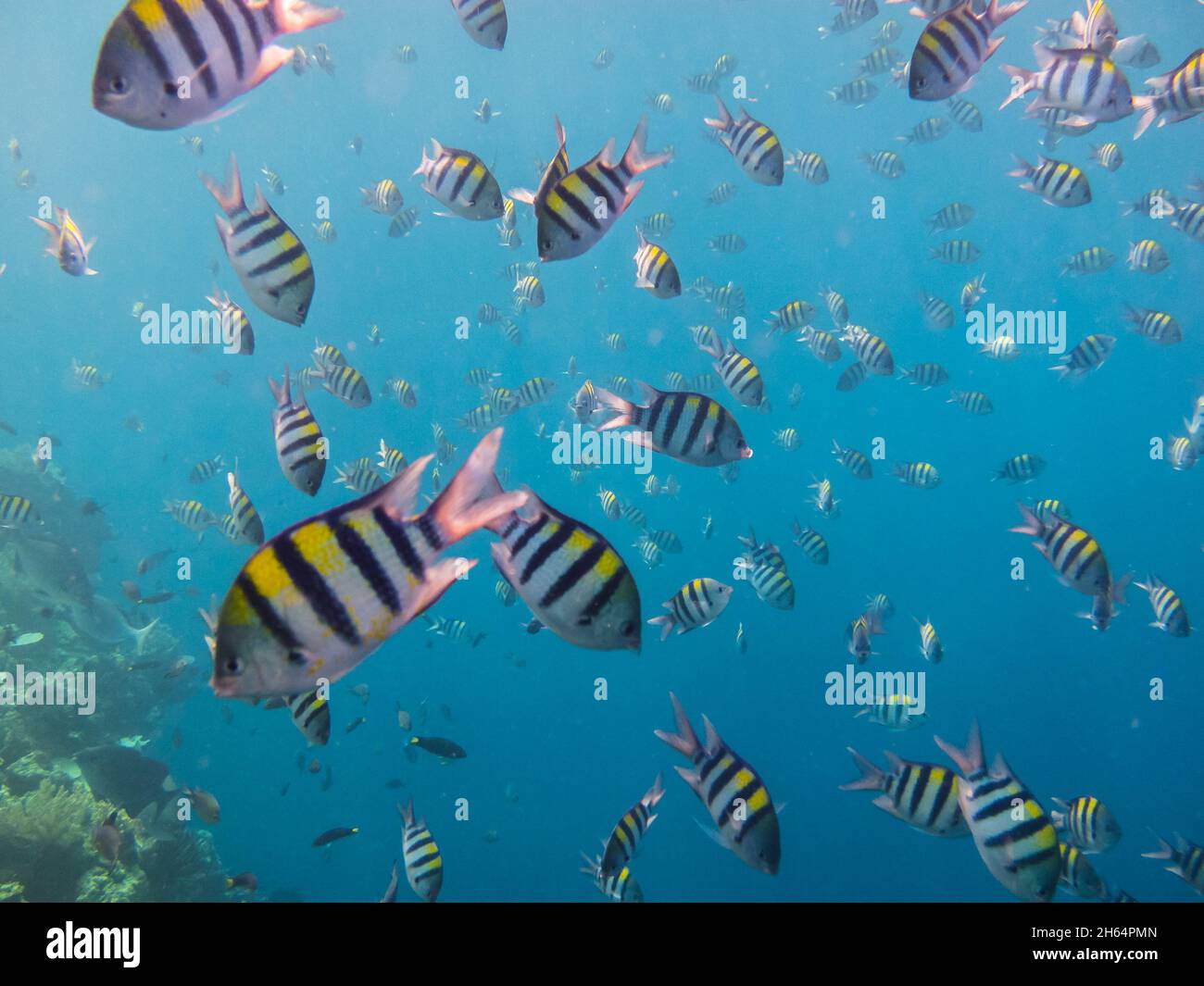 many indopacific sergeants fish in the sea Stock Photo