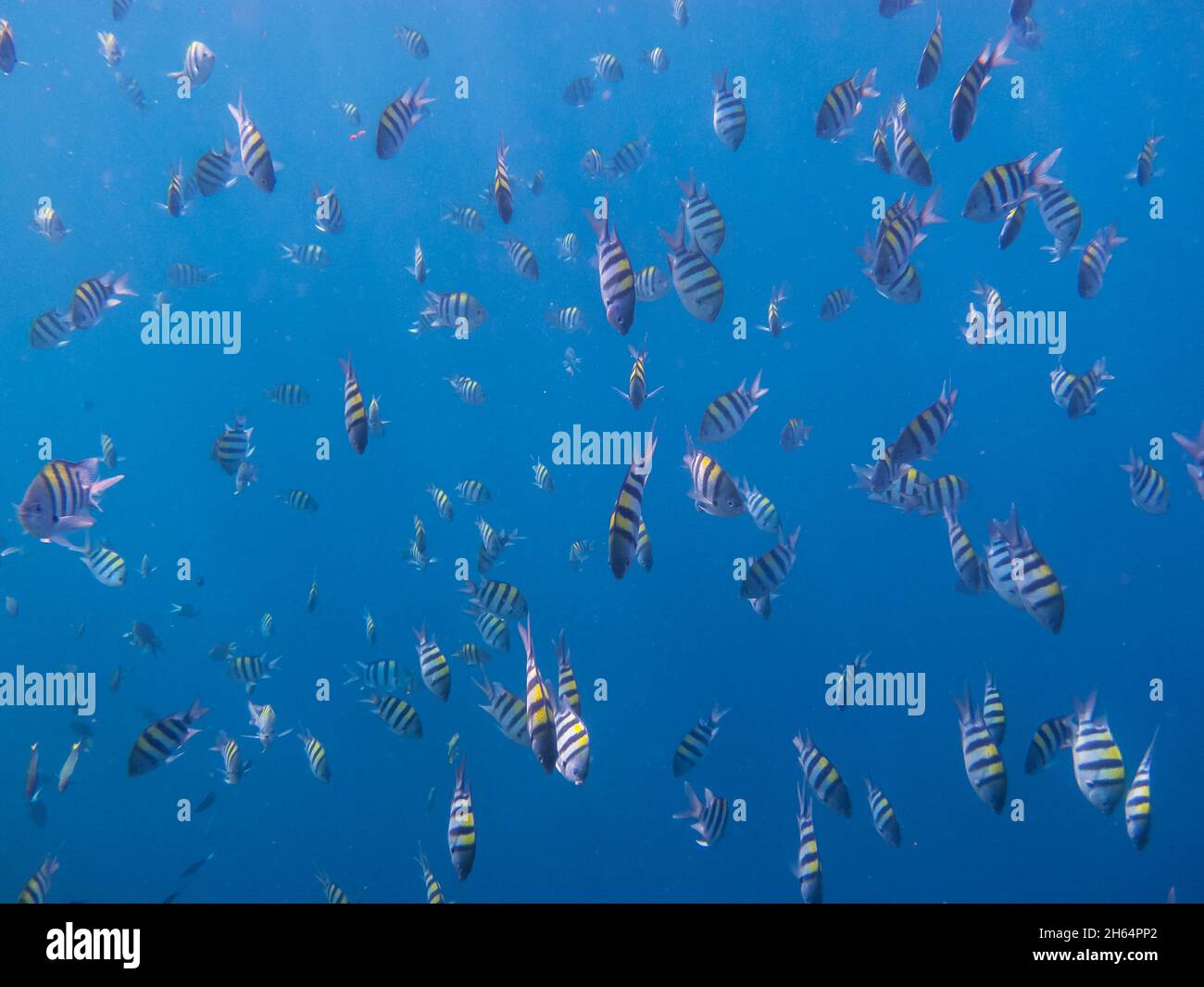 many indopacific sergeants fish in the blue sea Stock Photo