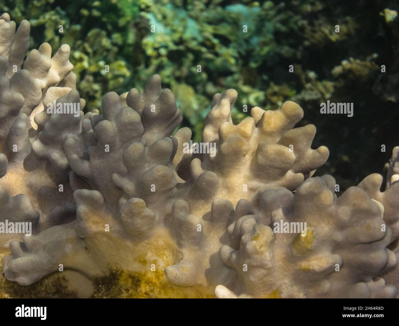 Beautiful coral closeup view Stock Photo