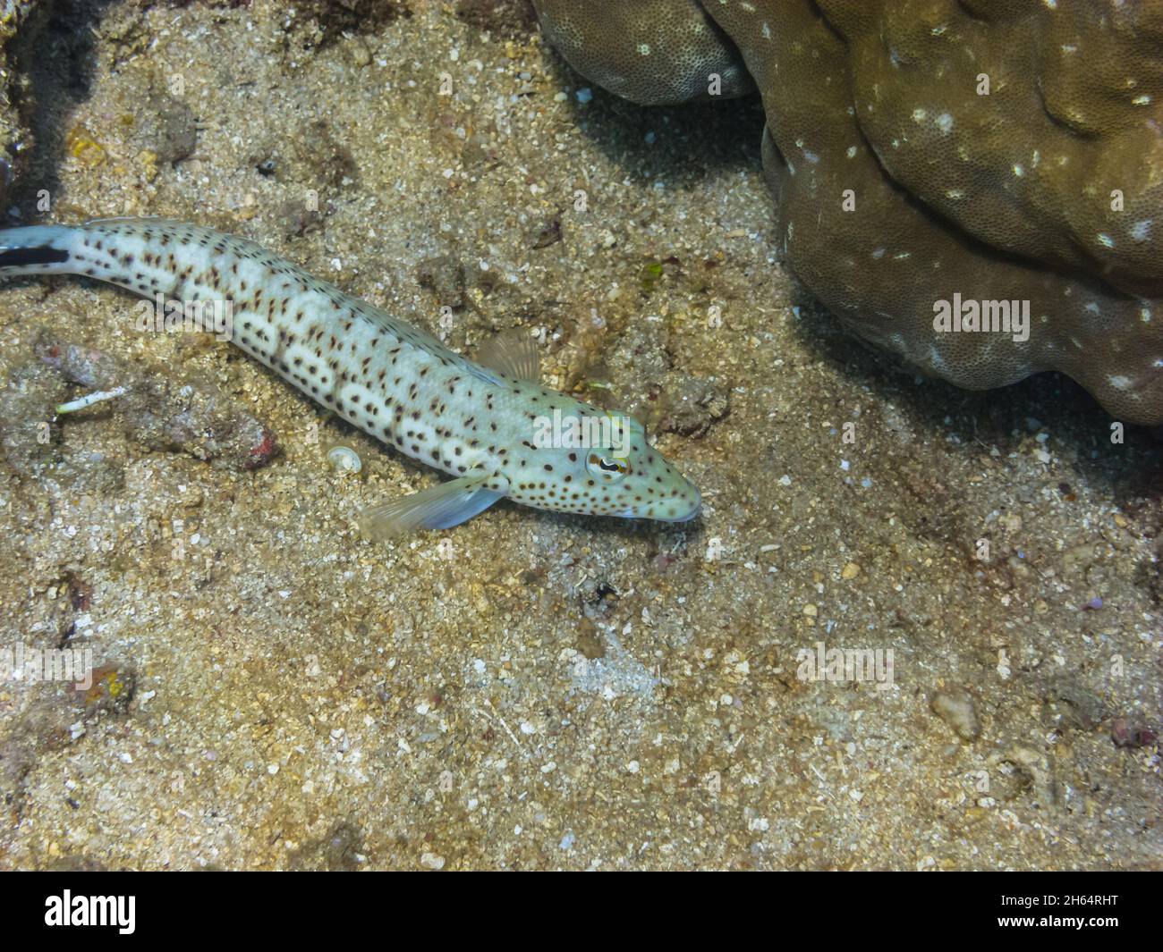 checkerboard goby fish in the sand at the sea bottom Stock Photo