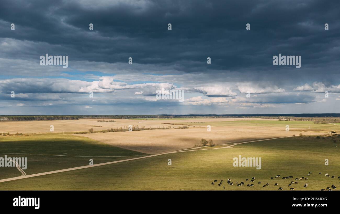Summer Rural Meadow Landscape Under Scenic Sky. Herd Of Cows Grazing In Green Pasture In Rainy Evening Agricultural Field. Aerial View. Drone Lapse Stock Photo