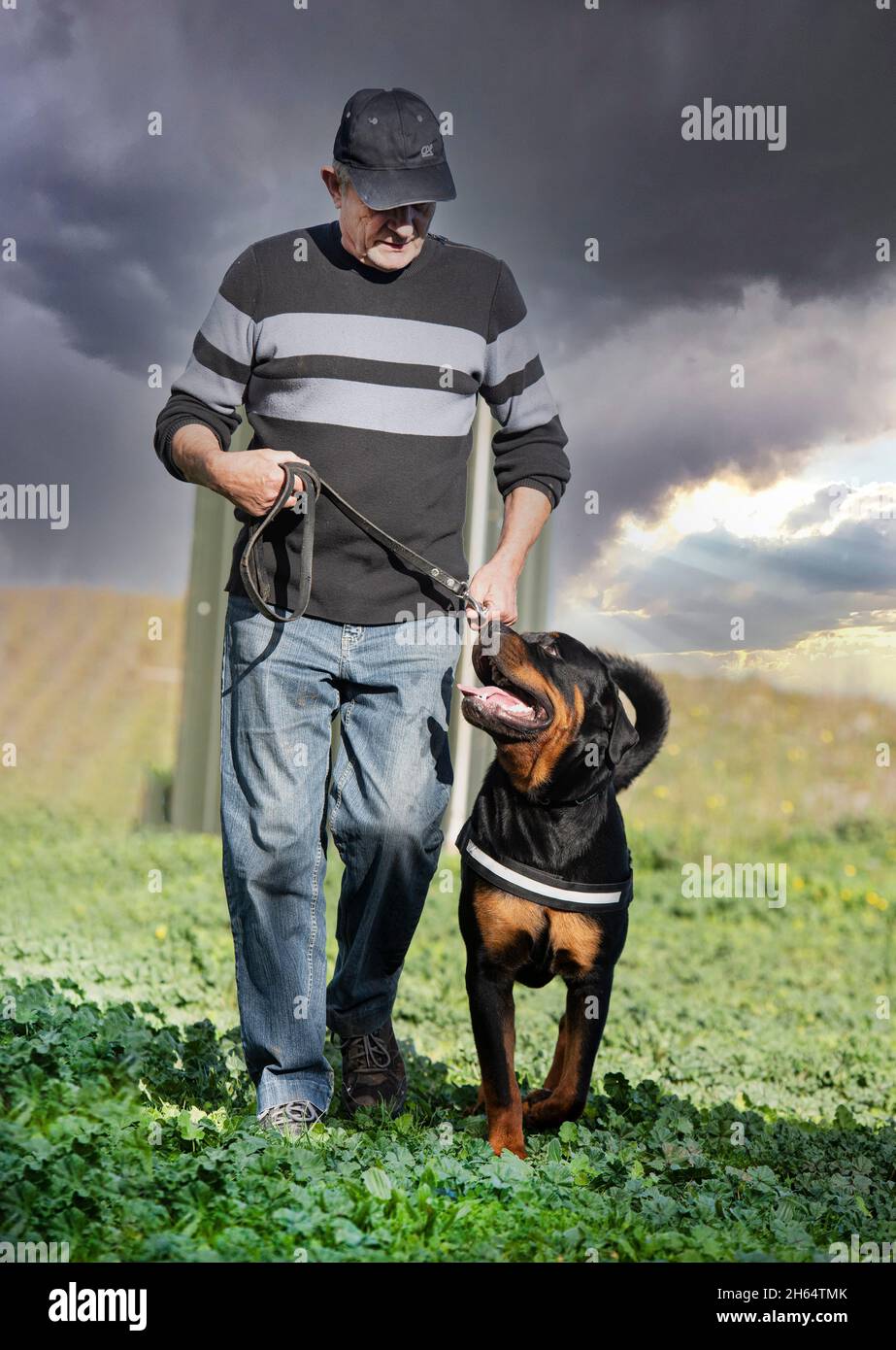 K9 dog harness hi-res stock photography and images - Alamy
