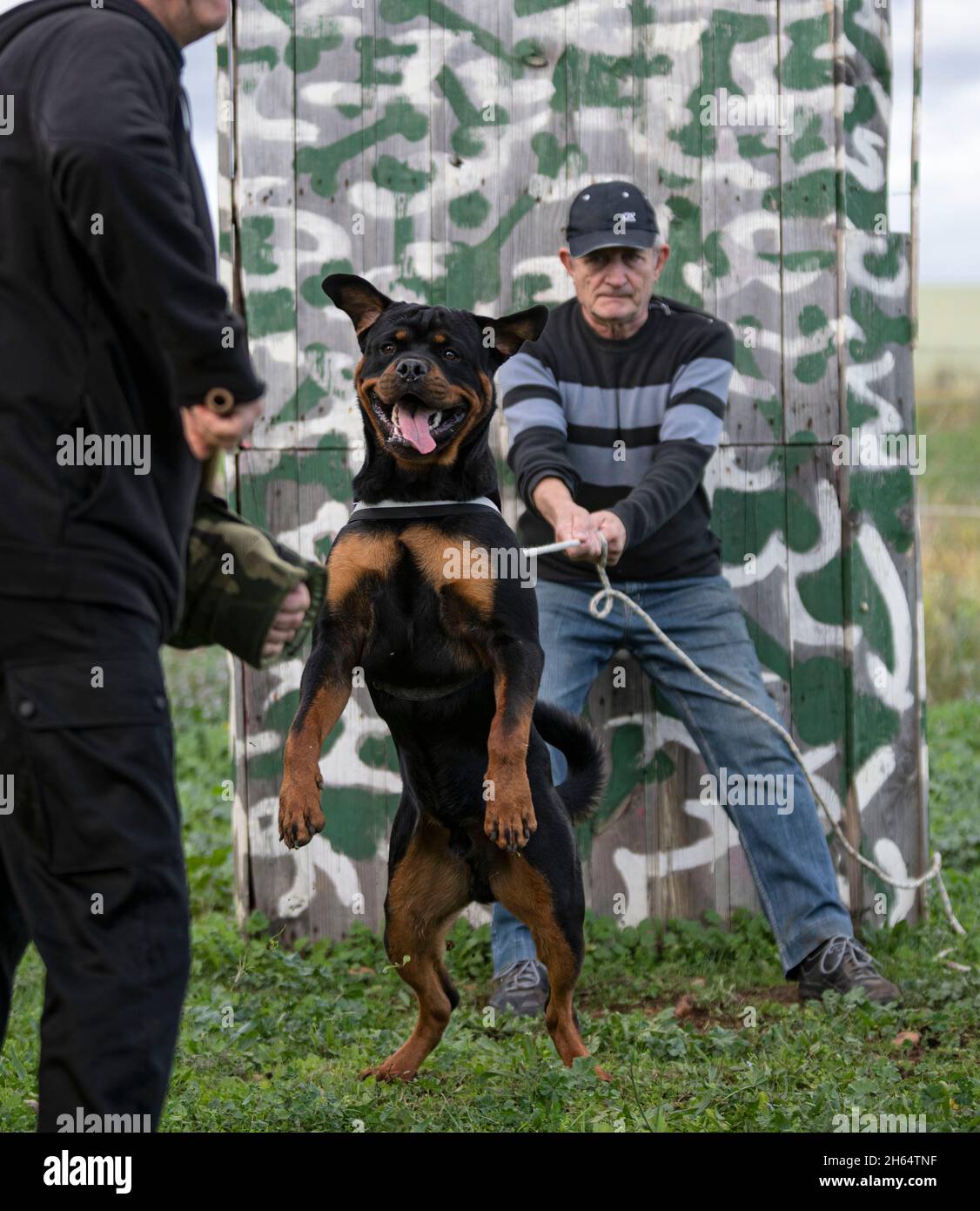 K9 dog harness hi-res stock photography and images - Alamy