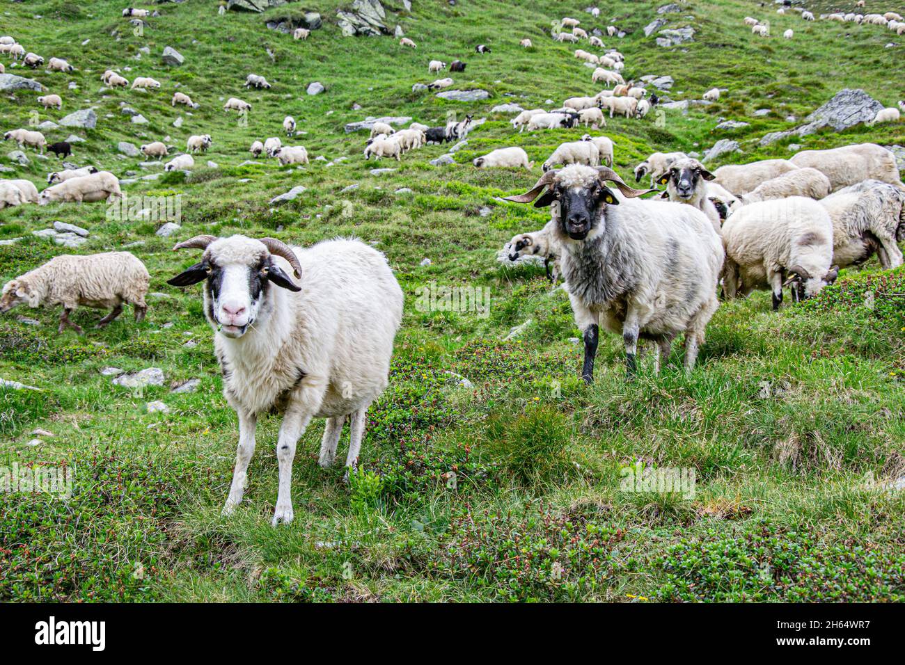 Black sheeps in the midle of farm. Grazing flock of Suffolk sheep on a