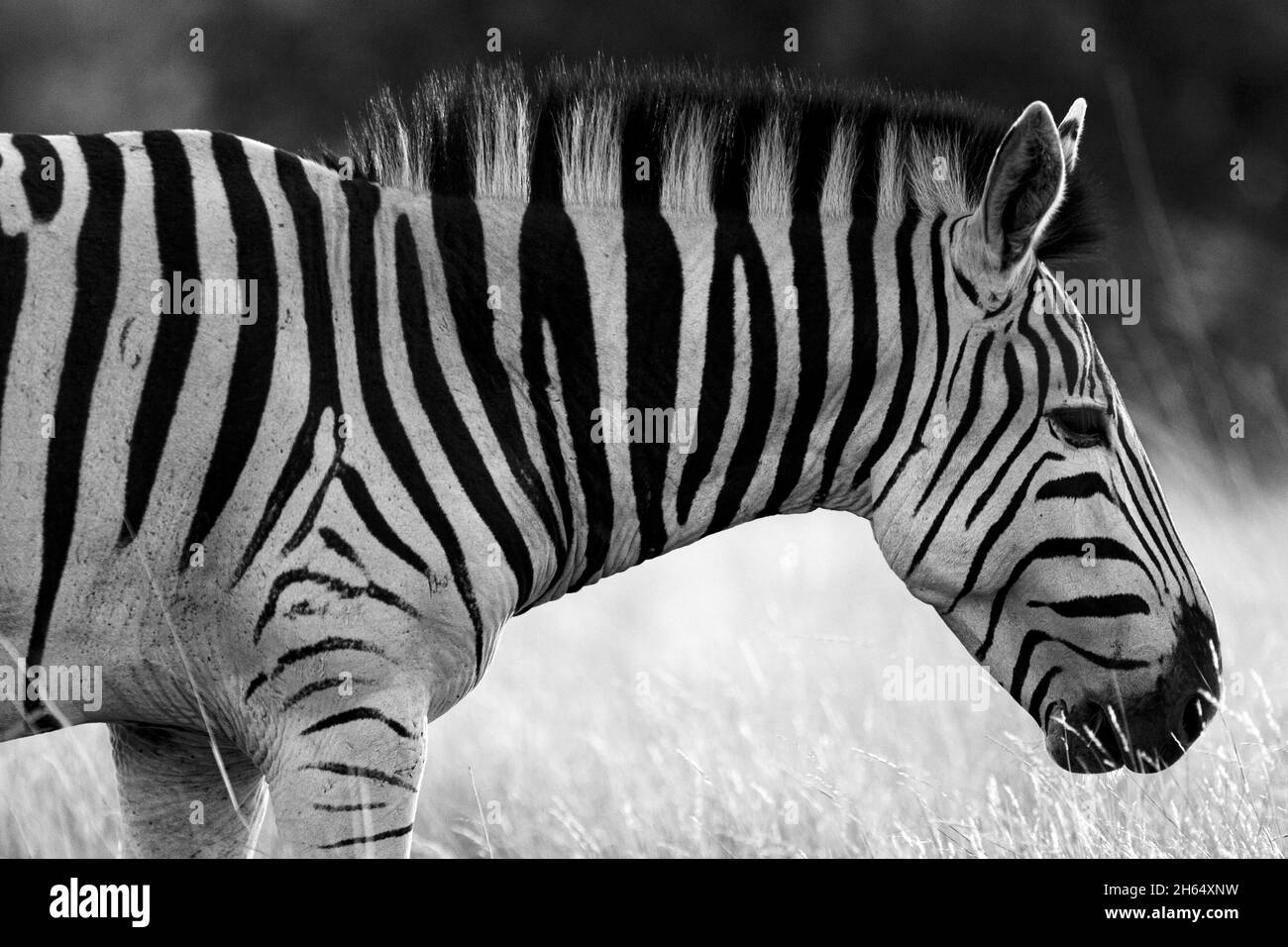Closeup shot of a zebra in a jungle Stock Photo