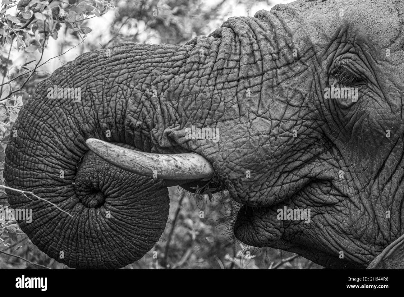 Elephant in the bushes in South Africa Stock Photo