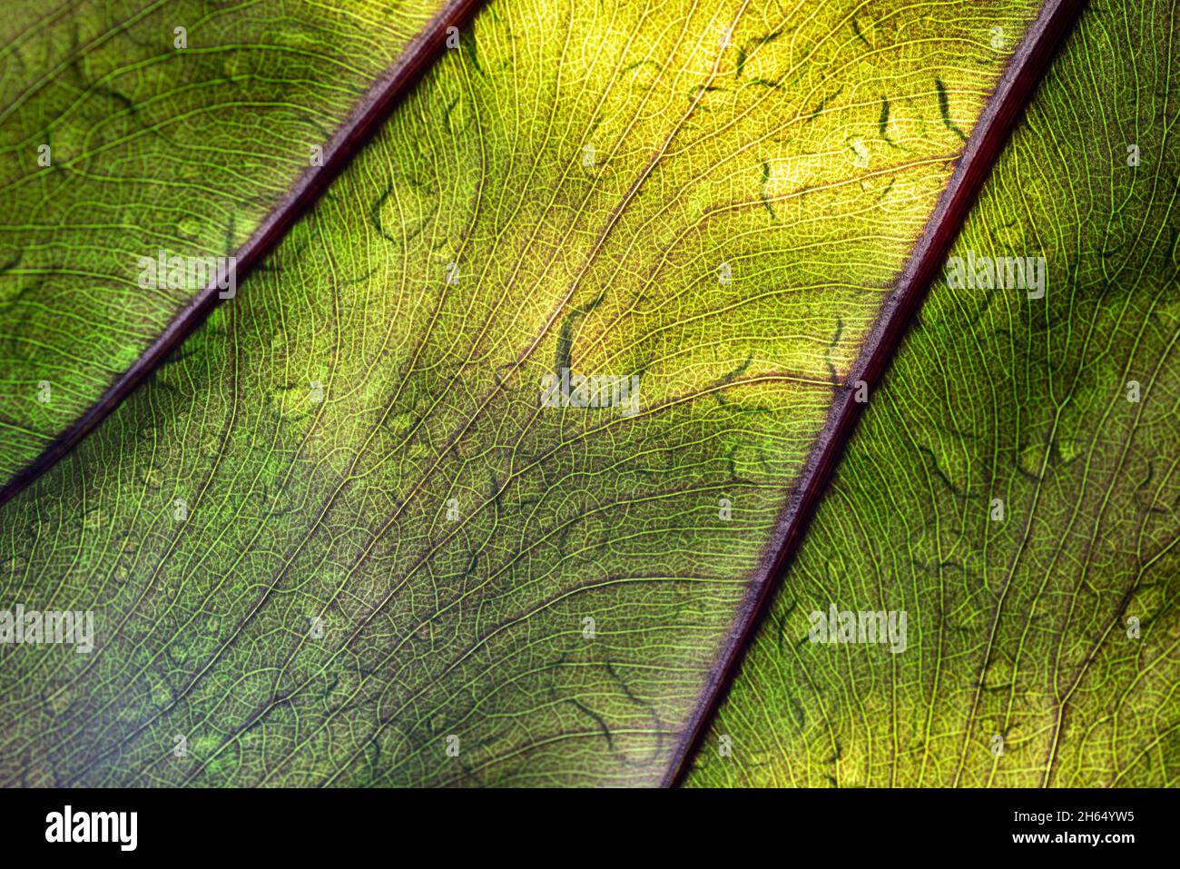 Branches of capillaries in the leaf backlit by natural light. Stock Photo