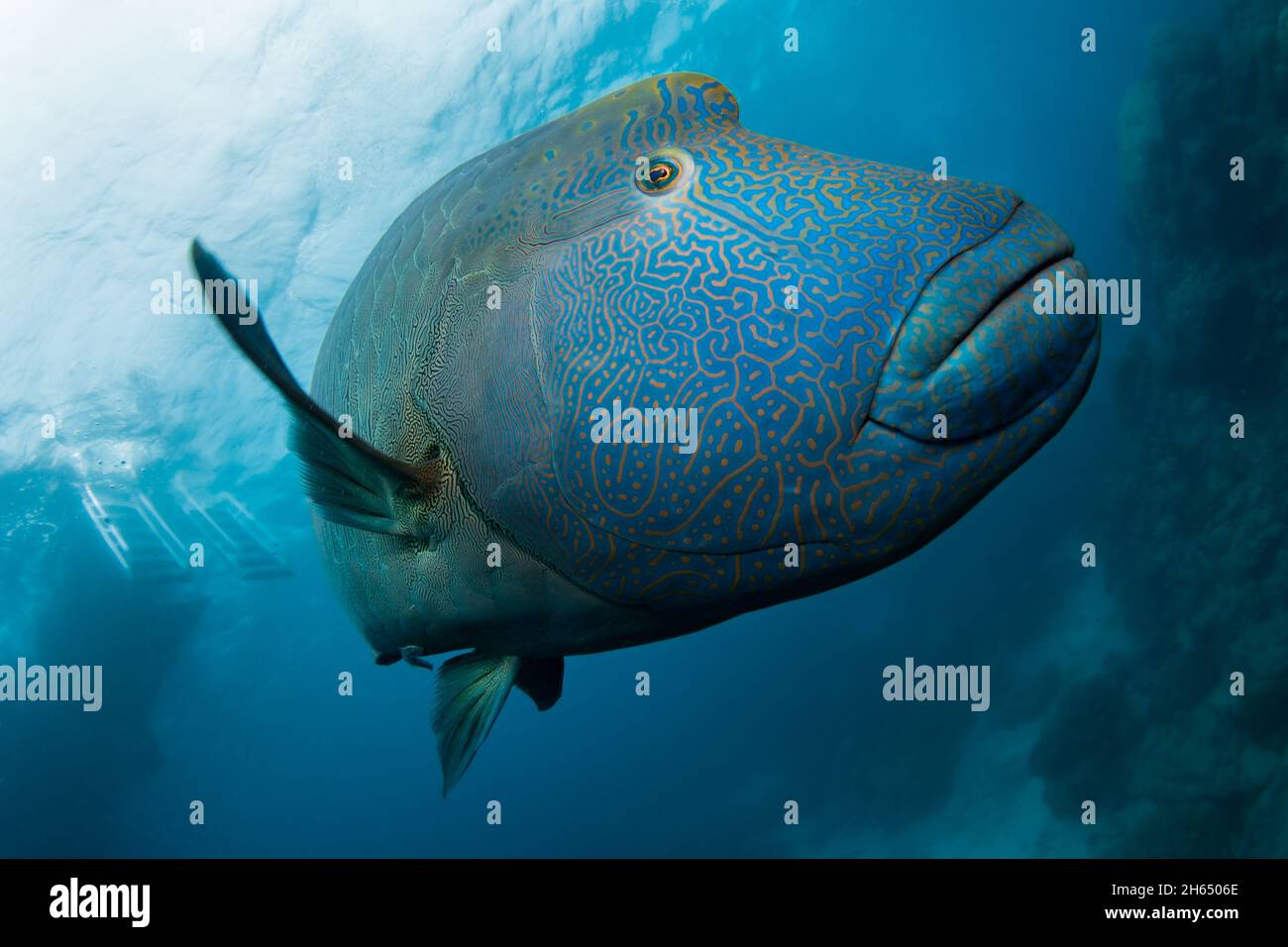 A large blue Hump-Headed Maori Wrasse fish with gold or yellowish strip pattern swimming in the ocean looking and waving to the camera, the Great Barr Stock Photo
