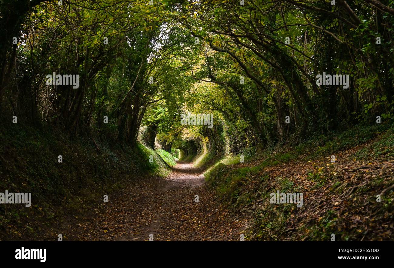 Halnaker tree tunnel hires stock photography and images Alamy