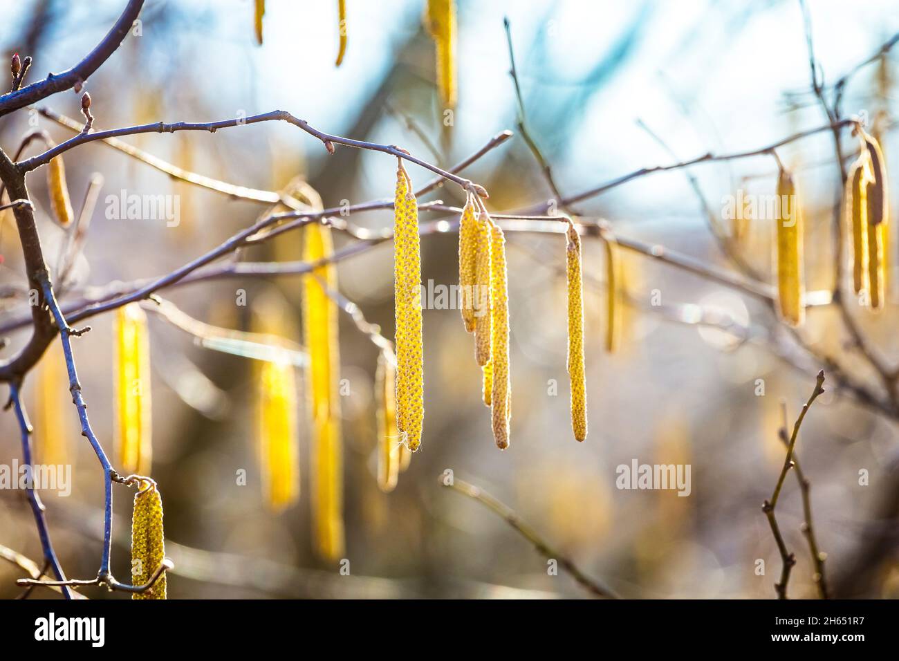 Spring flowers male catkins of Common hazel Corylus avellana similar to earrings and small red female flowers on tree branch in sunlight, spring backg Stock Photo