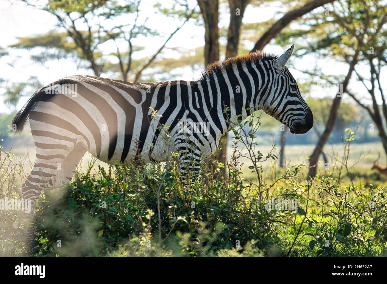 Zebra Ref Zebra natural habitat hi-res stock photography and images - Alamy
