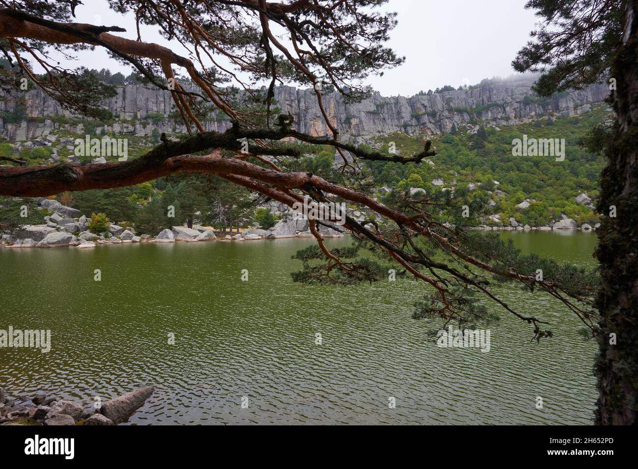 A nice view of a lake surrounded by a pine forest on a gray autumn day. Stock Photo