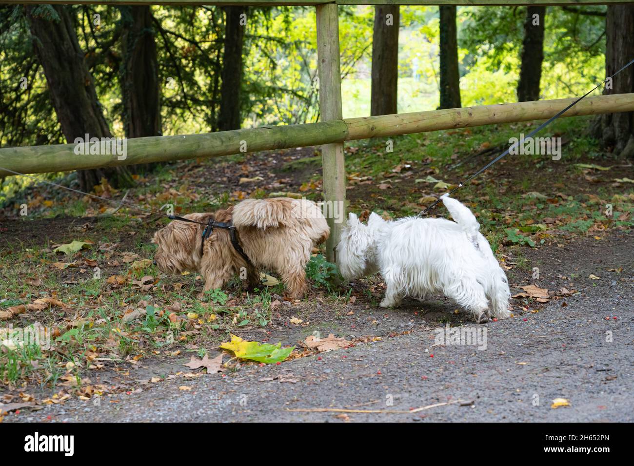 Dogs sniff each other while walking Stock Photo Alamy