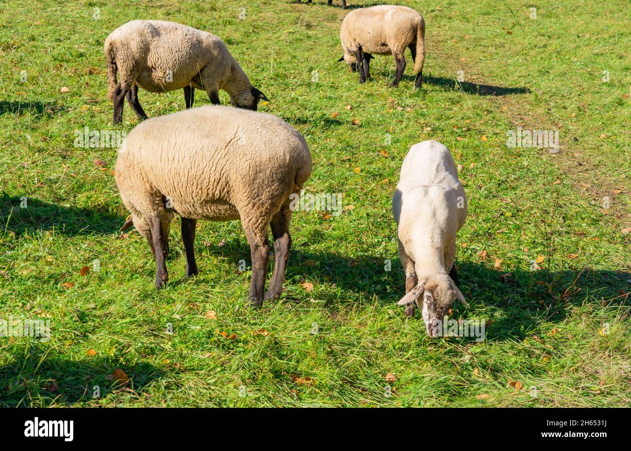Grazing sheep in a meadow Stock Photo - Alamy