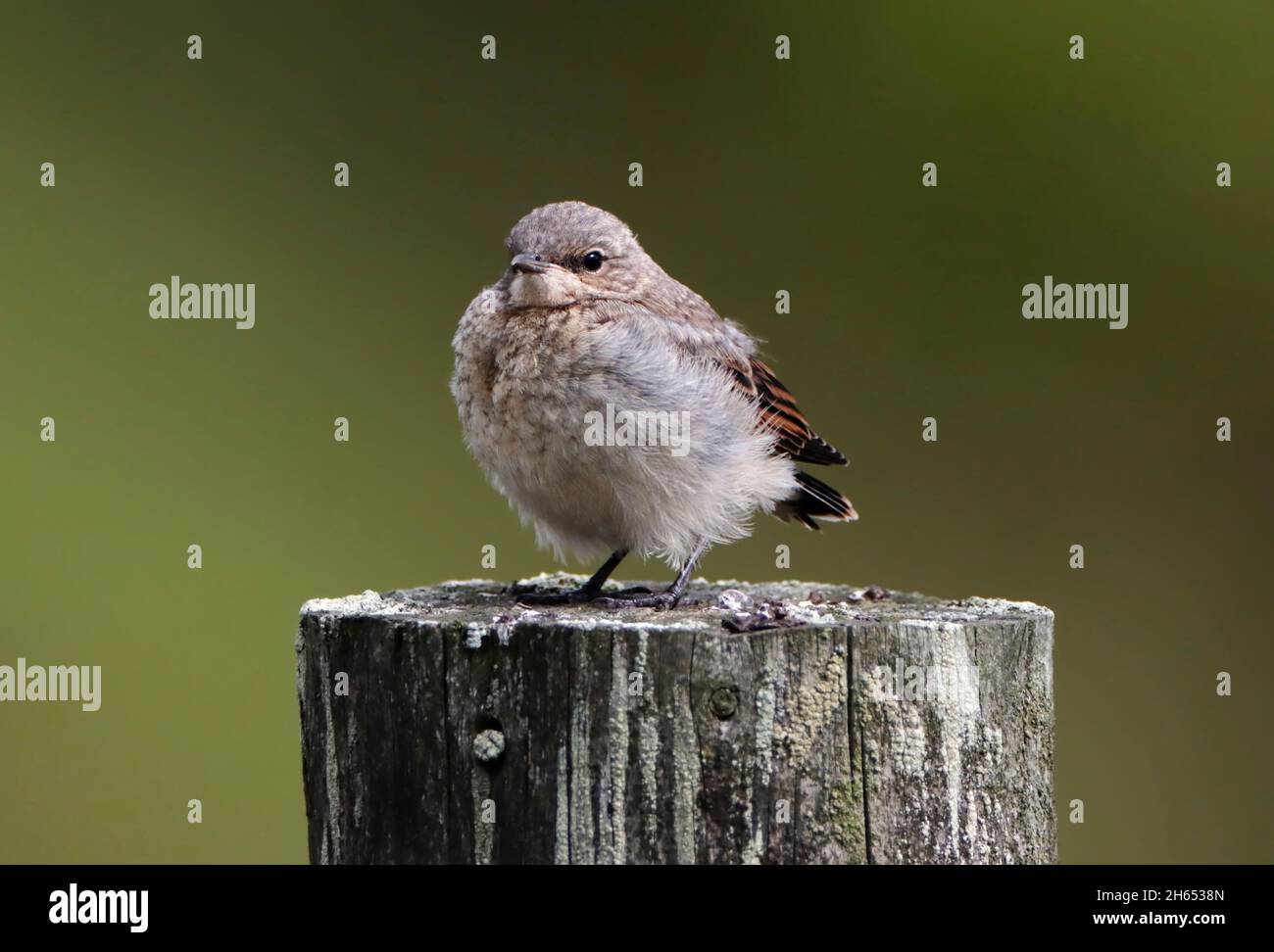 WHEATEAR (Oenanthe oenanthe) young fledgling, Scotland, UK. Stock Photo