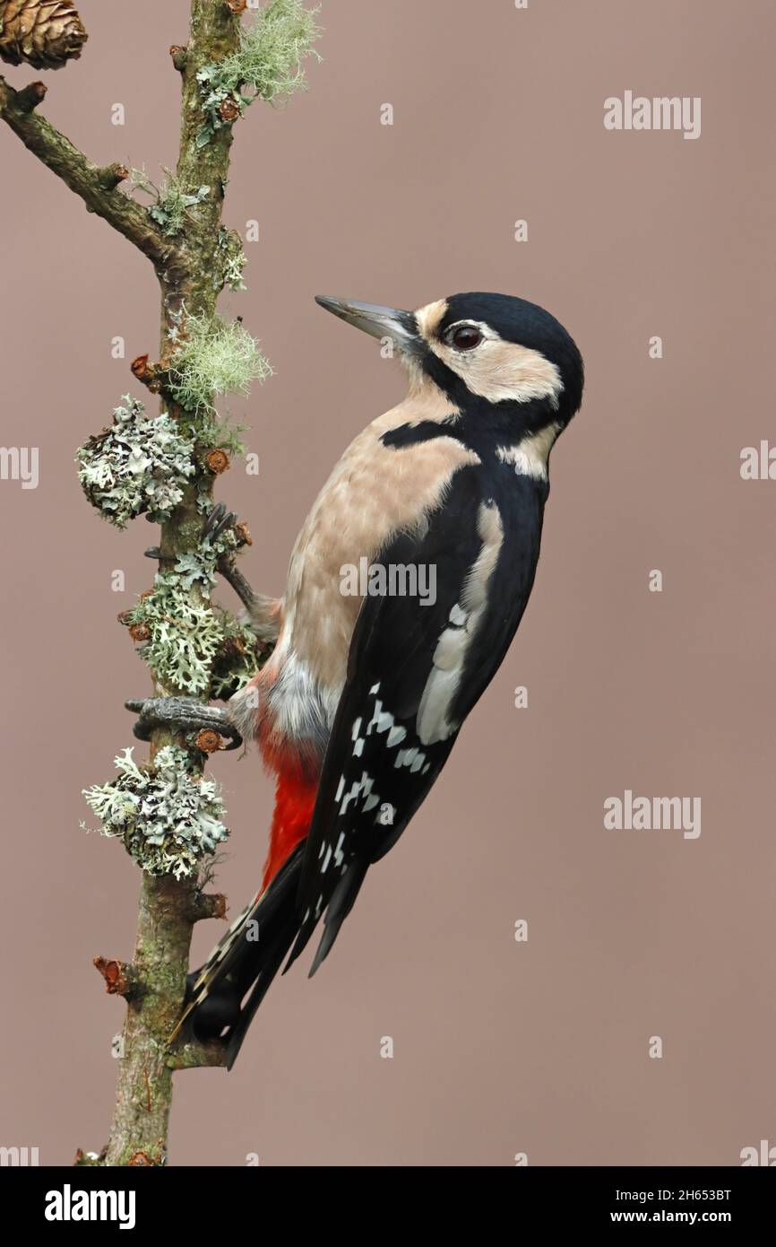 GREAT SPOTTED WOODPECKER on a plain background. Stock Photo