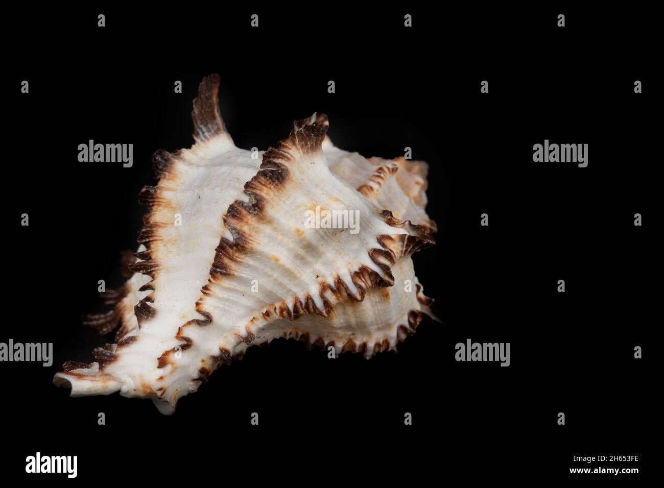 Beautiful large seashell on a black background. Stock Photo