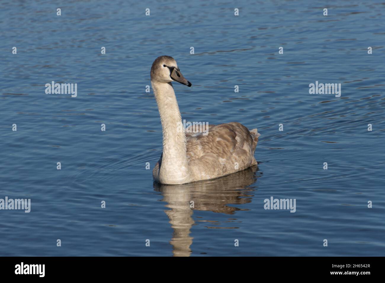 Young gray swan swimming on a lake Stock Photo