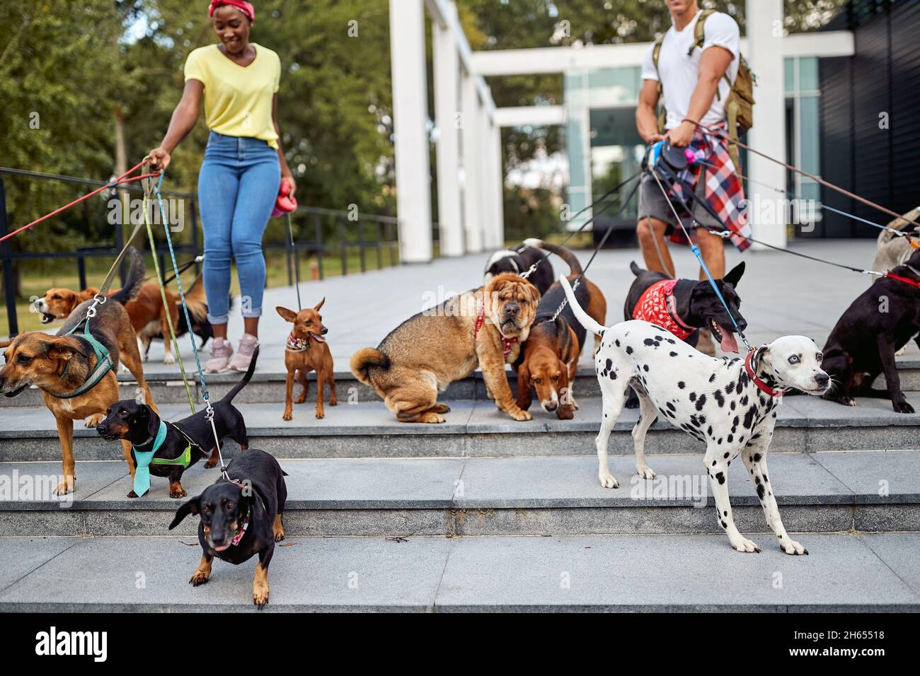 Young dog walkers at the walk with a cheerful group of dogs on a