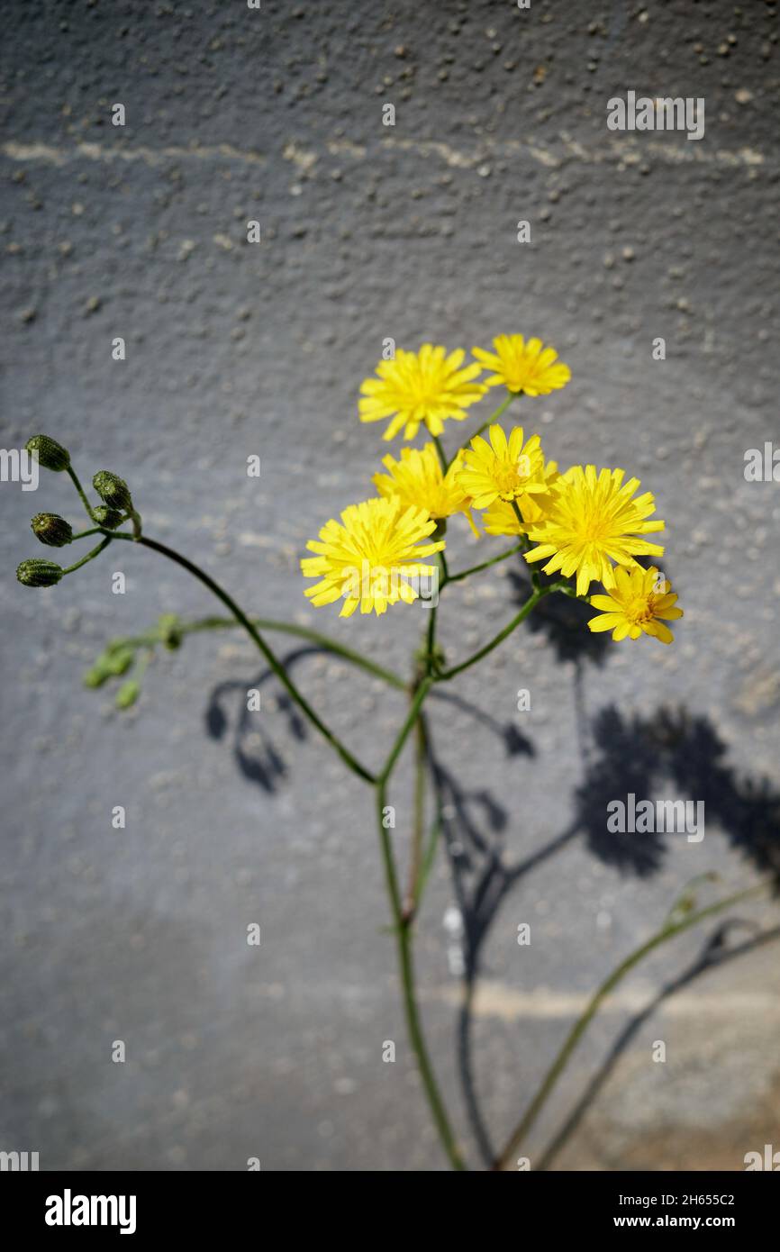 Shallow focus of a Crepis tectorum on a wall background Stock Photo