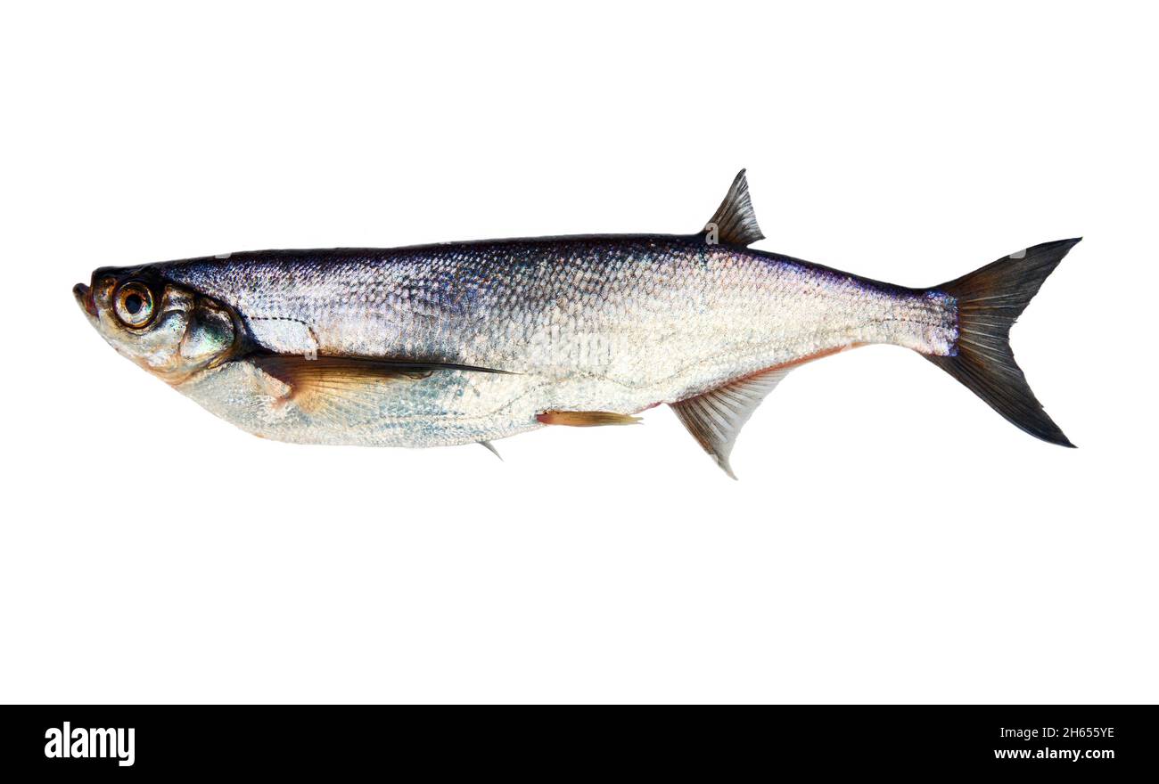 Silver fish on white background. Sabrefish (Pelecus cultratus) from the river Svir, Lake Ladoga, Russia, May. Stock Photo