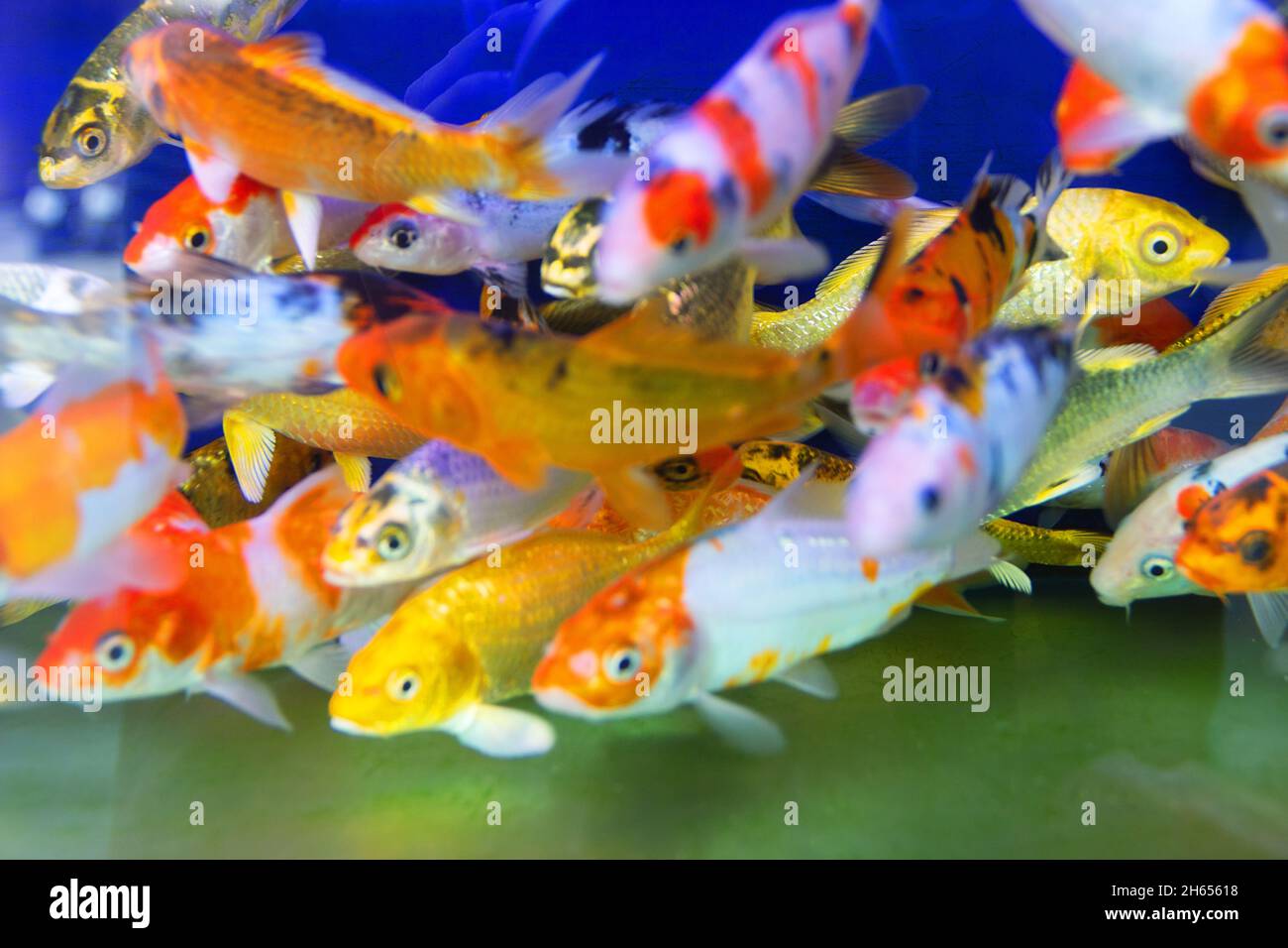 Goldfish or Golden carp, as an object of breeding in ceremonial ponds and  aquariums, goldfish bowl. Thailand Stock Photo - Alamy, image size:1300x956