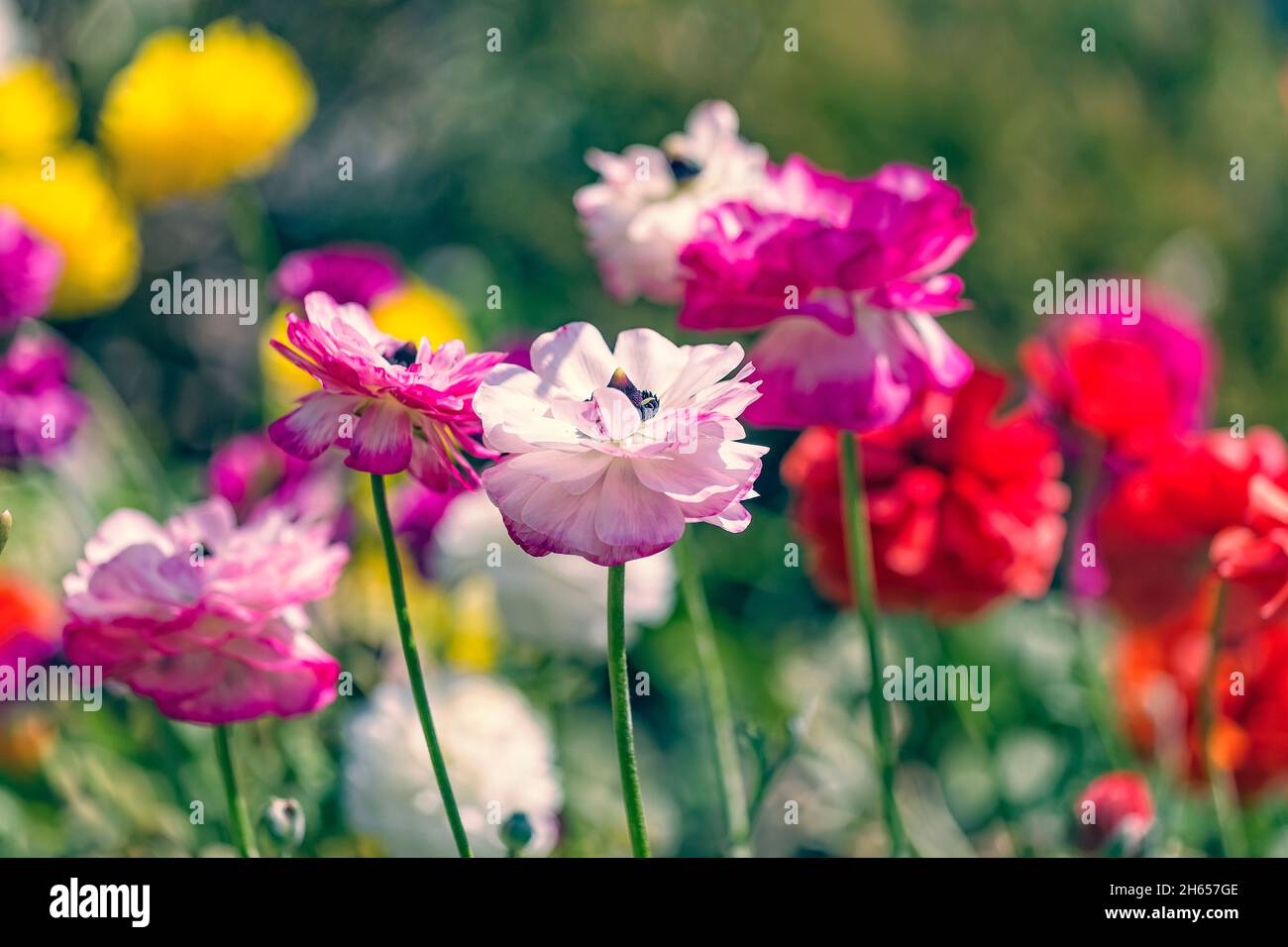 Colorful Ranunculus flowers or Ranunculus asiaticus or the Persian ...