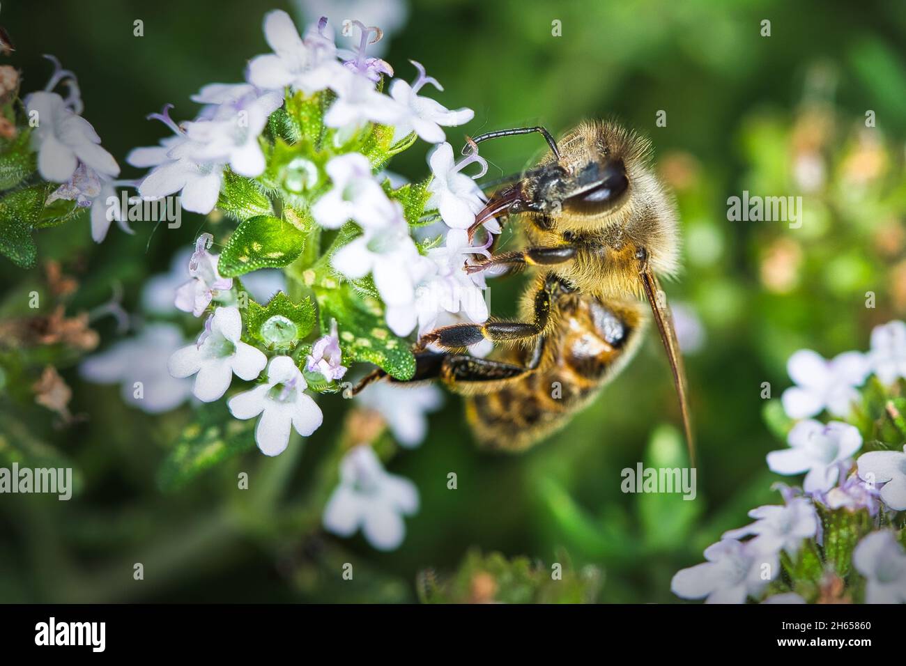 Fleißige Biene Stock Photo