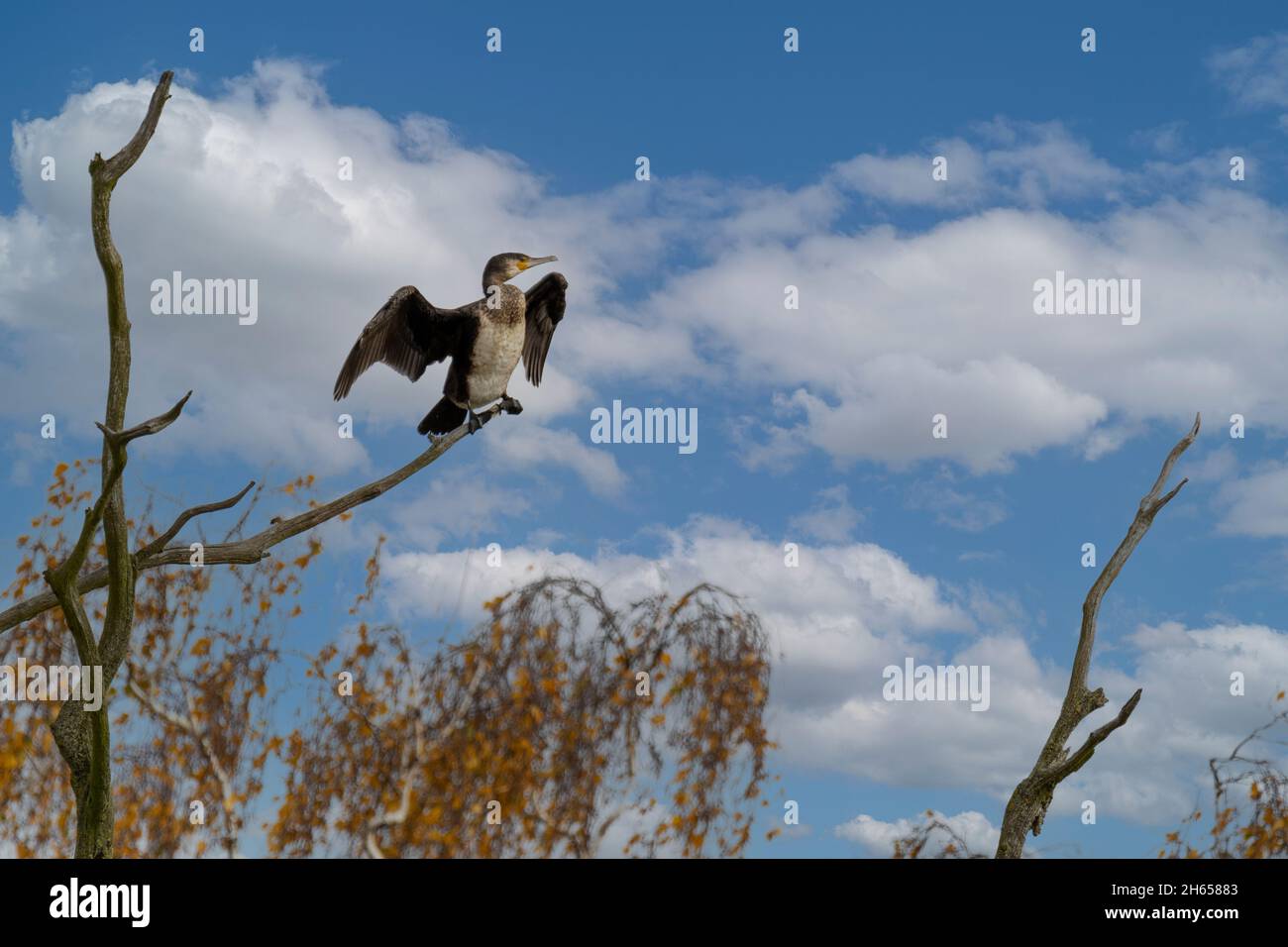 Mit halb gespreizten Flügeln zeigt sich der Kormoran  über den herbstlichen Birken Stock Photo