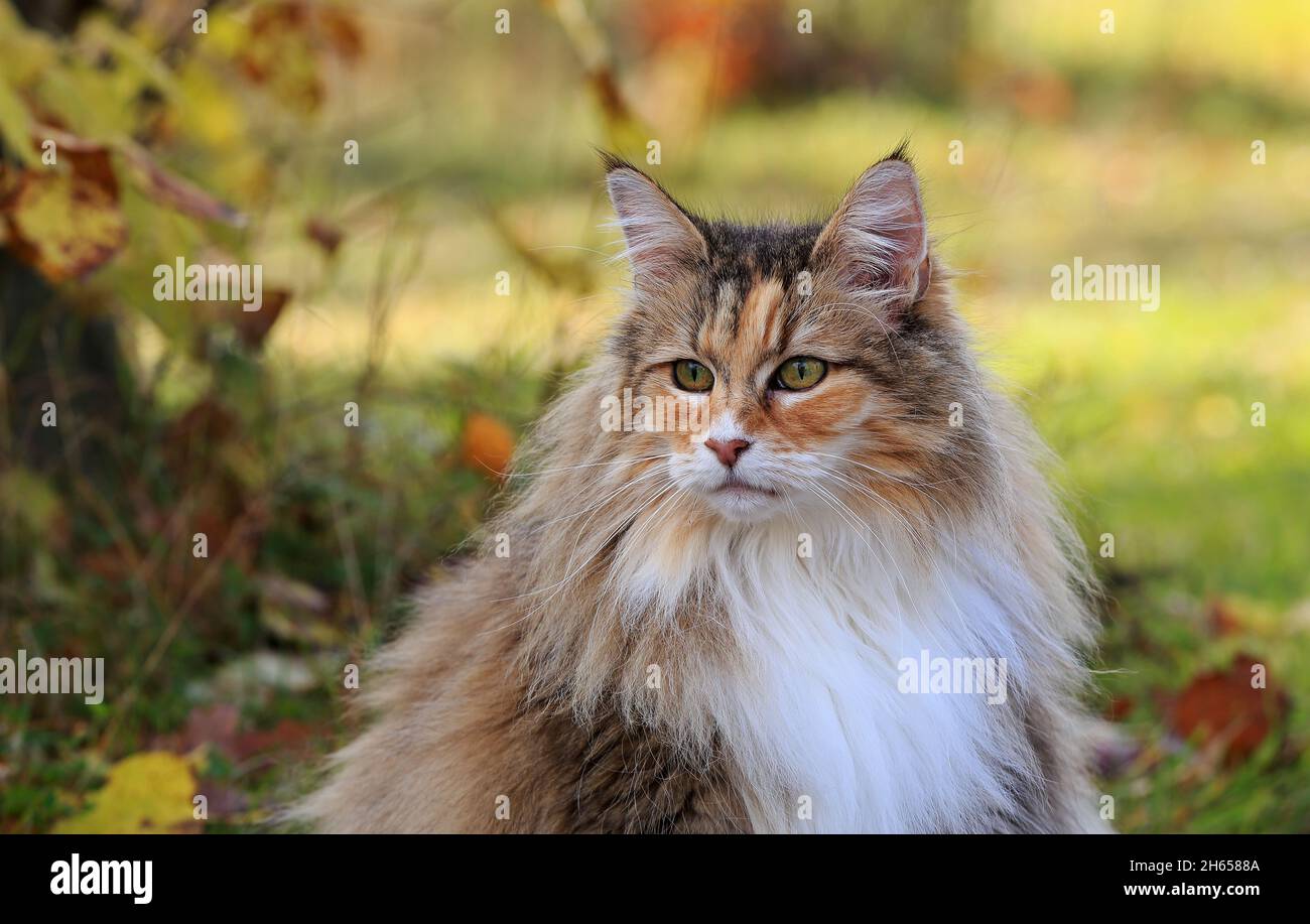 Norwegian forest cat female outdoors in autumnal light on a sunny day Stock Photo