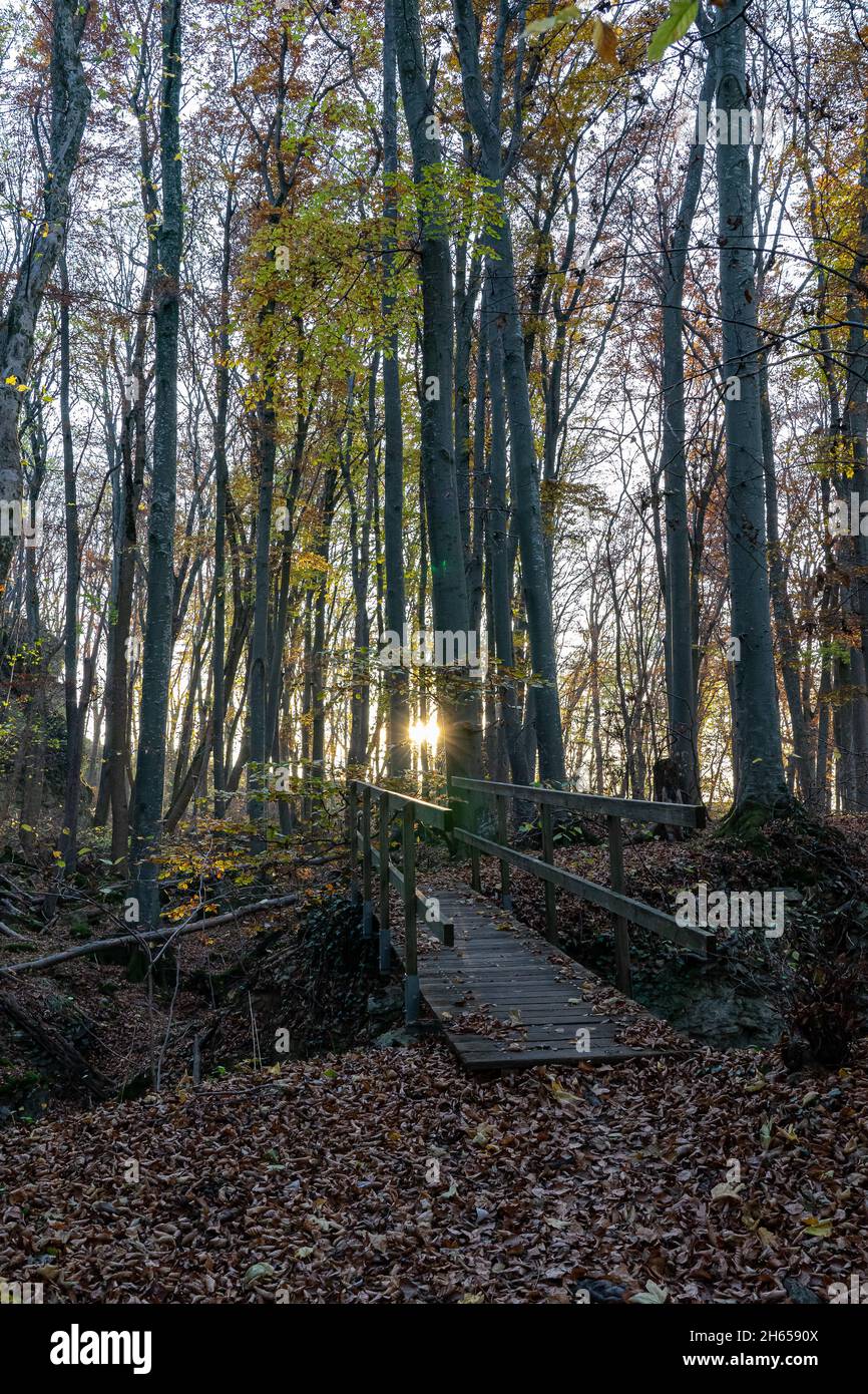 View over a wooden bridge in the forest to the setting autumn sun Stock ...