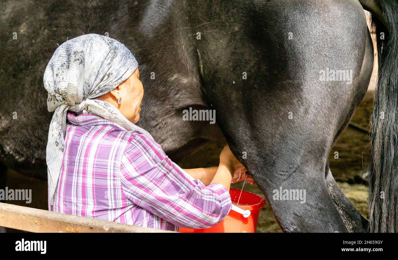 Close-up of a woman, milk-lady, milking a mare, horse, squirting the milk into a bucket in the outdoor farm, near Almaty, Kazakhstan, Central Asia Stock Photo