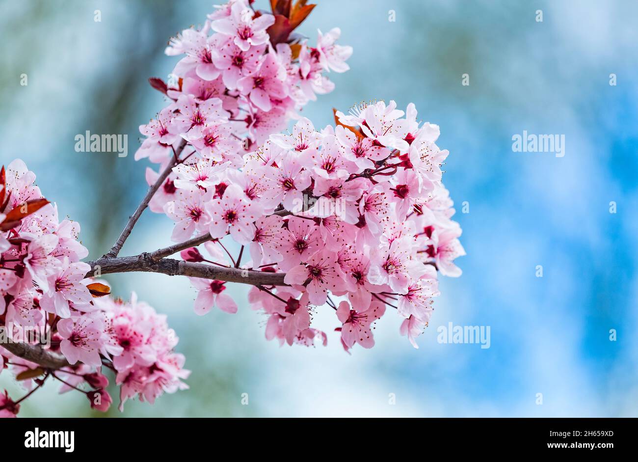 Beautiful pink flowers of purple leafed plum Prunus cerasus Cerasifera Pissardii Tree in spring. Prunus tree blossom. Ornamental tree in the city park Stock Photo