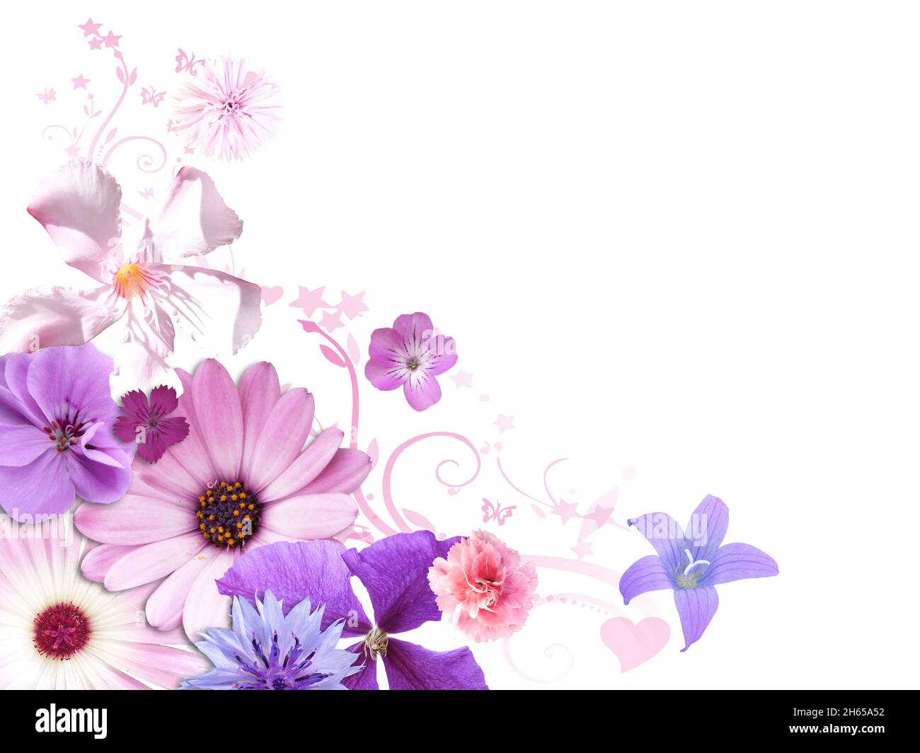 Design with different colorful Flowers on white background Stock Photo