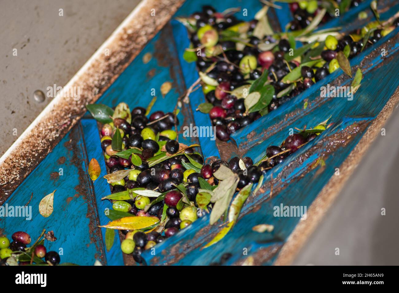 Fresh virgin olive oil production at a coldpress factory after the