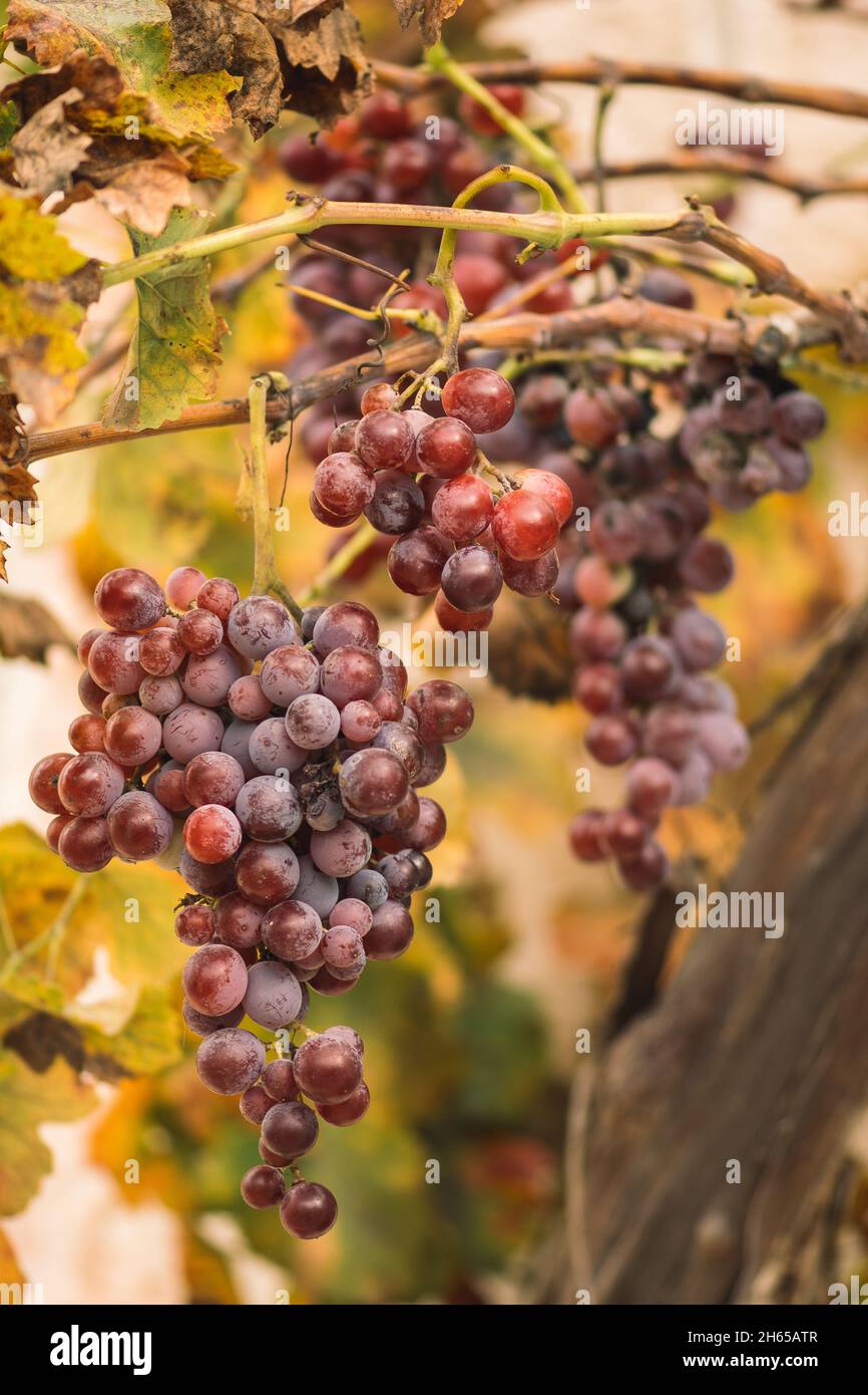 Grapes vineyard vine red leaves harvest black hi-res stock photography ...