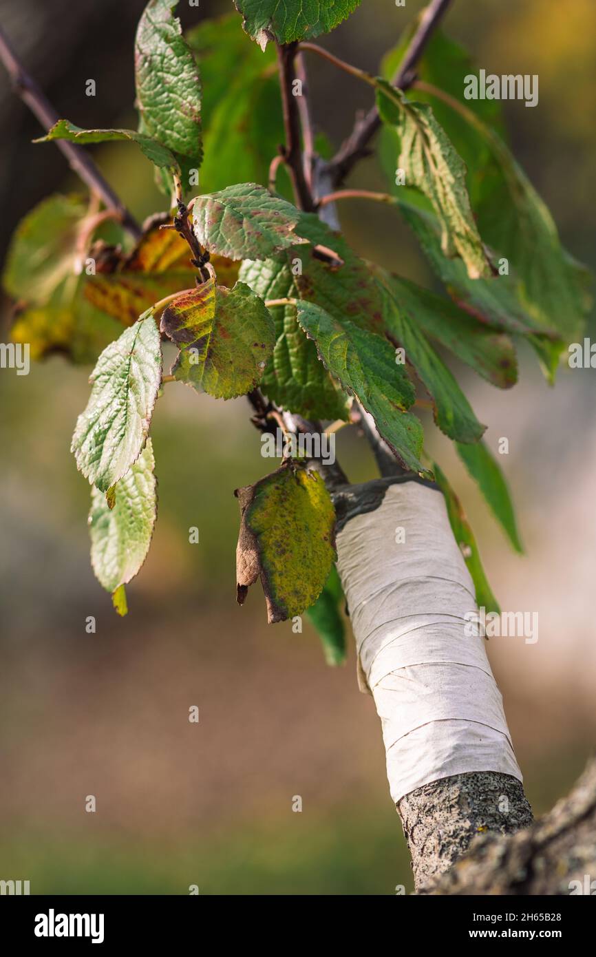 Grafting or graftage with new branches and green leaves, horticultural technique whereby tissues of plants are joined so as to continue their growth Stock Photo