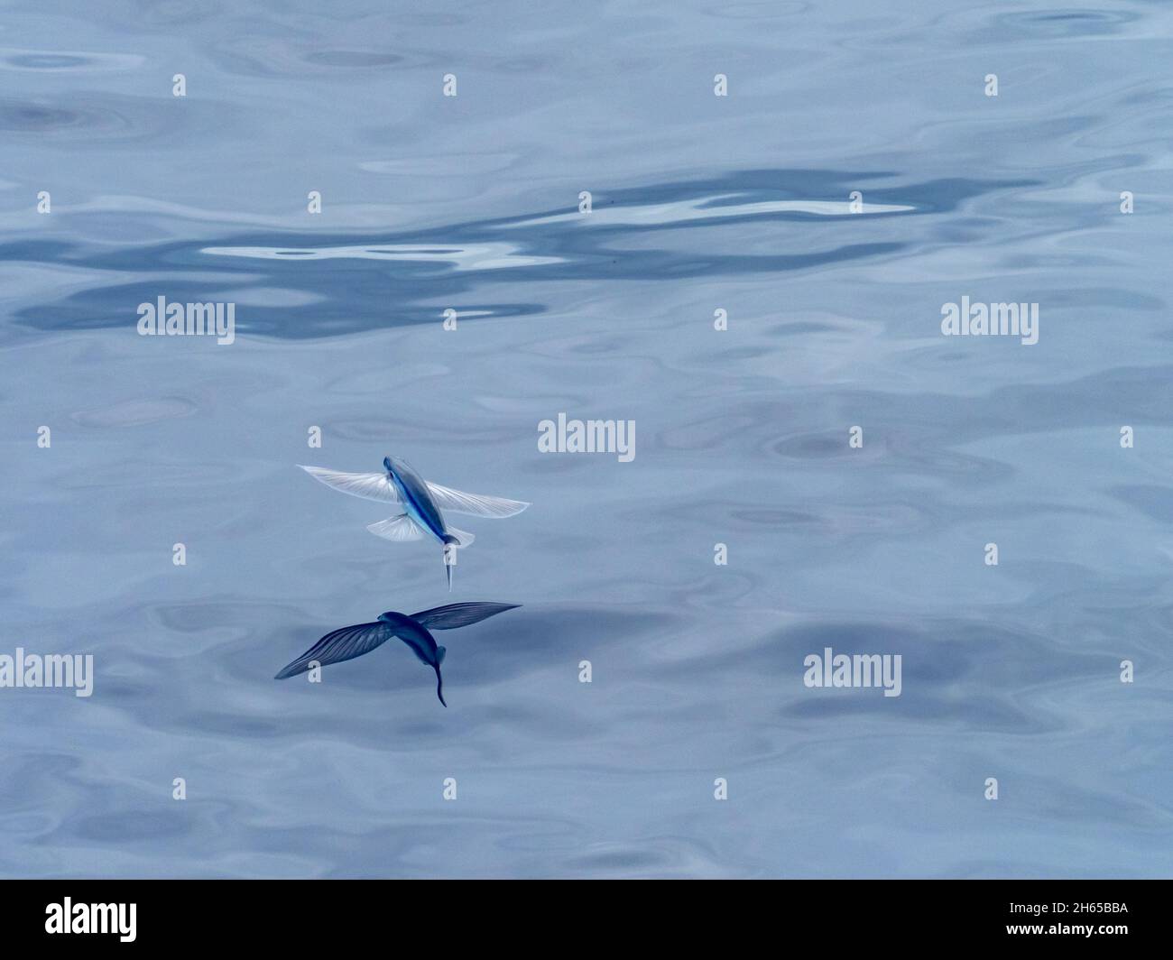 Flying fish, in the family Exocoetidae, while crossing the Atlantic Ocean on the expedition ship National Geographic Resolution Stock Photo