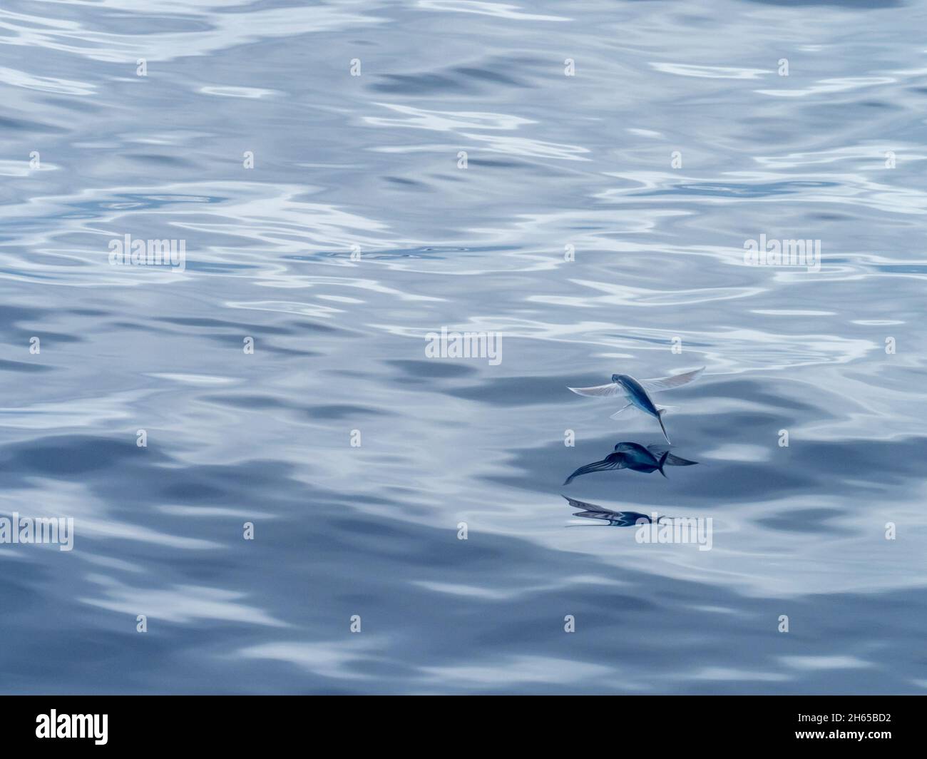 Flying fish, in the family Exocoetidae, while crossing the Atlantic Ocean on the expedition ship National Geographic Resolution Stock Photo