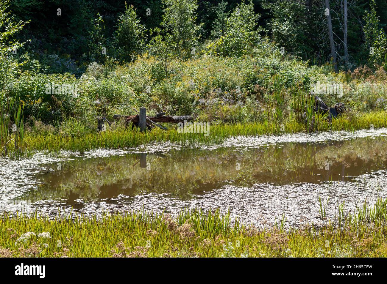 Small farm pond with vegetation growth at its edges. Trees in background. Stock Photo