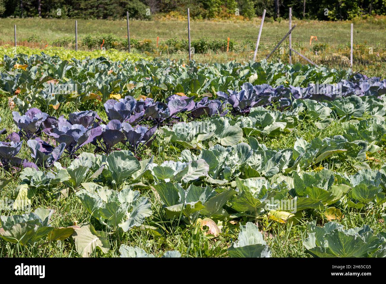 Rows of green and purple cabbage in home garden. Cabbage patch Stock Photo