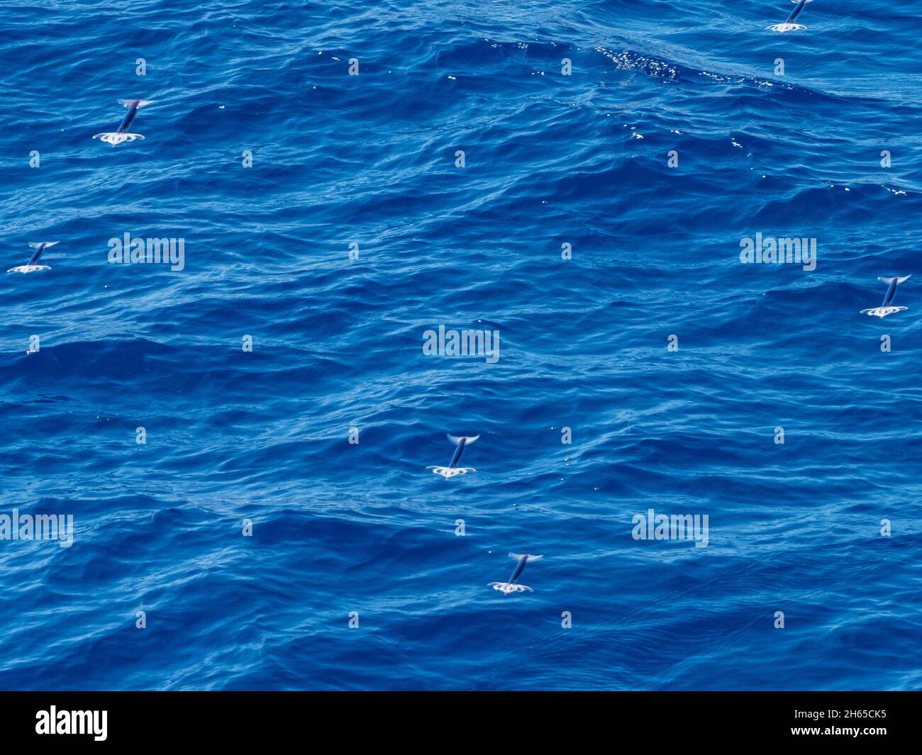 Flying squid, in the family Ommastrephidae, while crossing the Atlantic Ocean on the expedition ship National Geographic Resolution Stock Photo