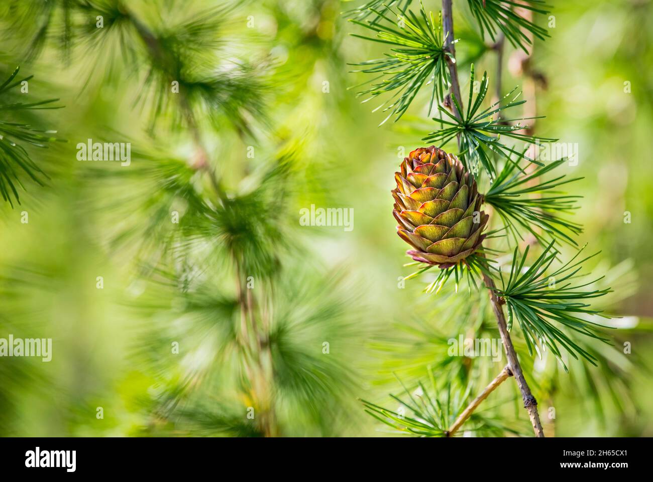 Larix gmelinii or the Dahurian larch. Cones on a coniferous tree. Stock Photo