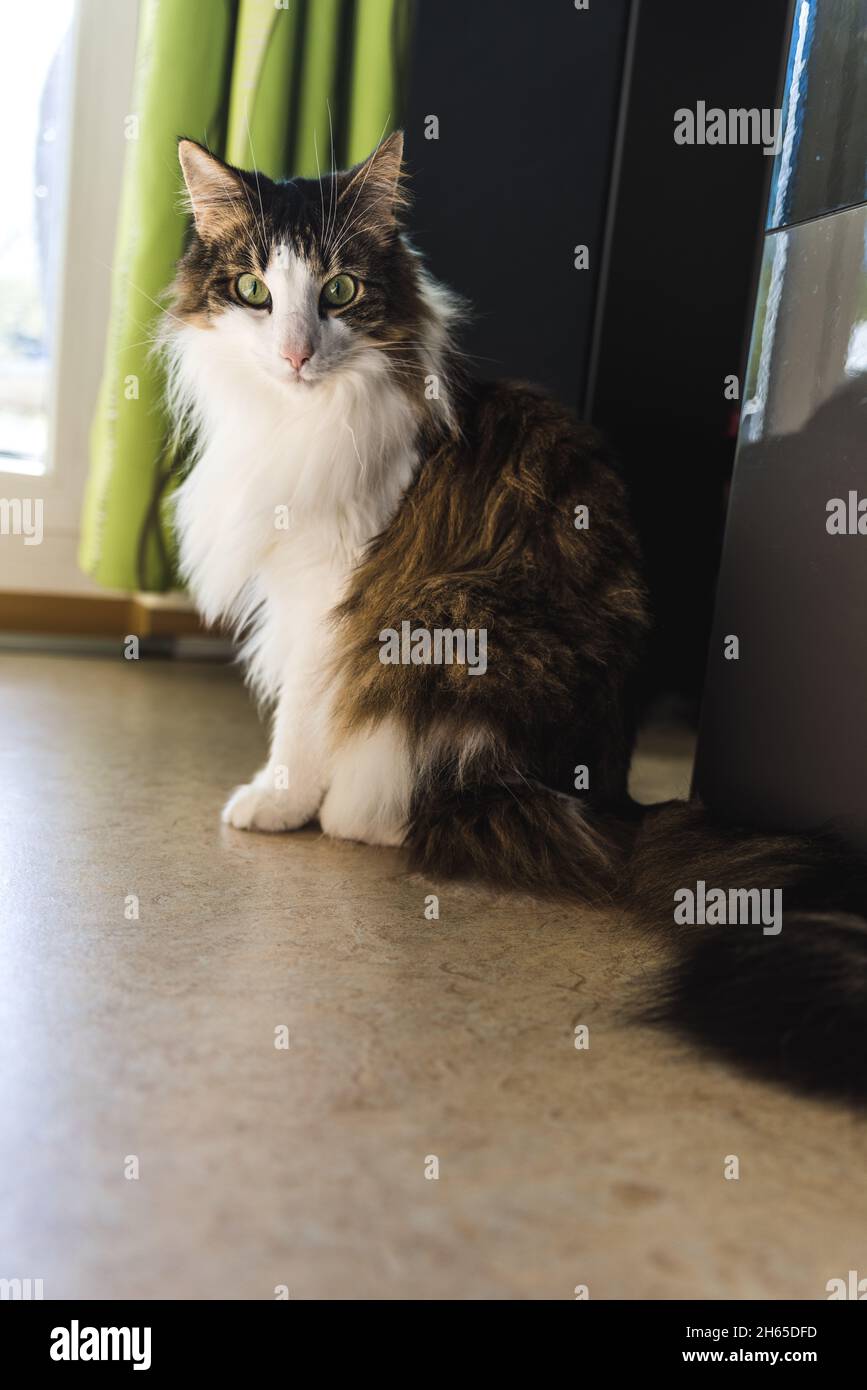 Black-white cat in front of speakers and curtain Stock Photo